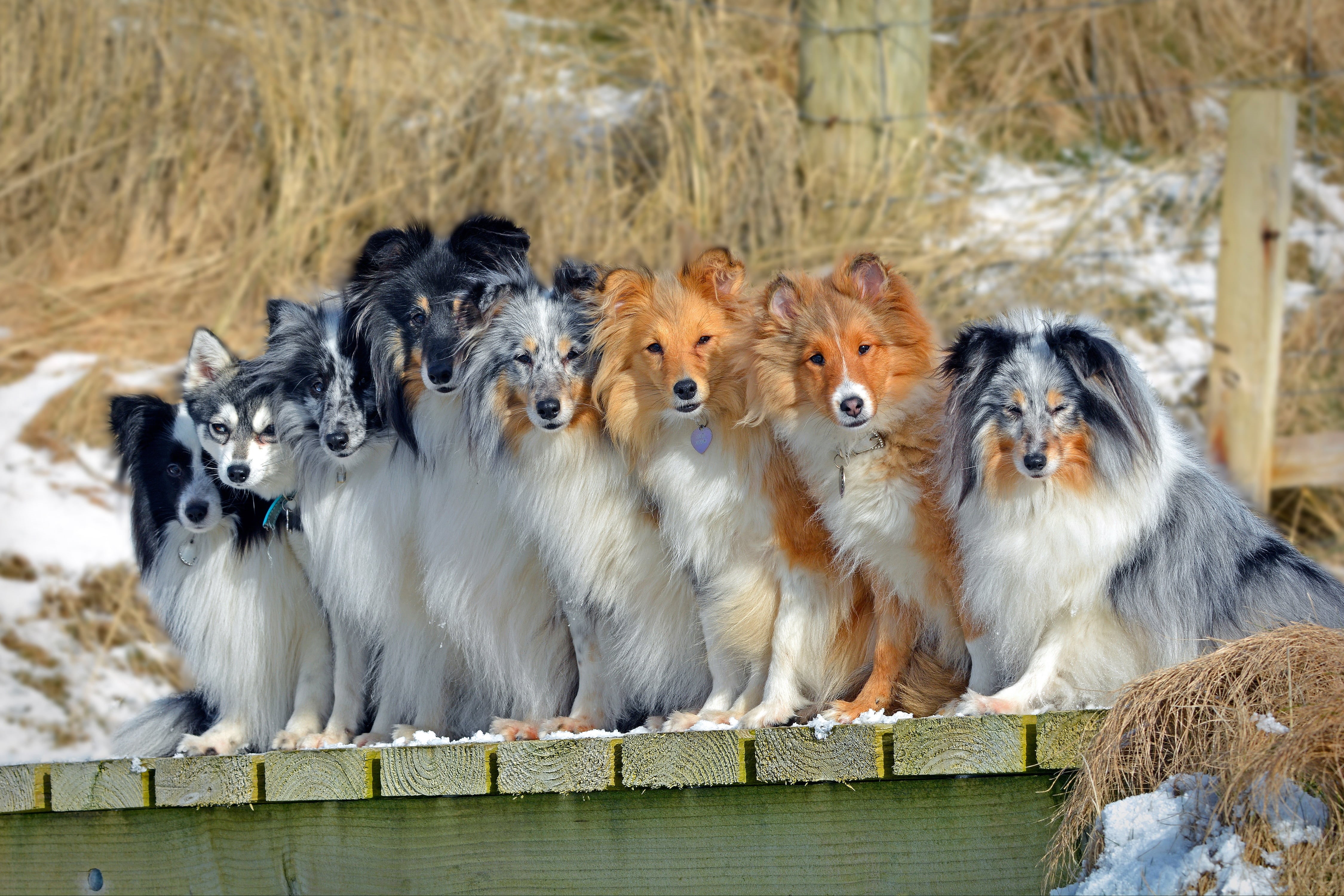 The border collie, Sheltie, company, 4K, Shetland Sheepdog, dogs, Alaskan Klee Kai, HD Wallpaper