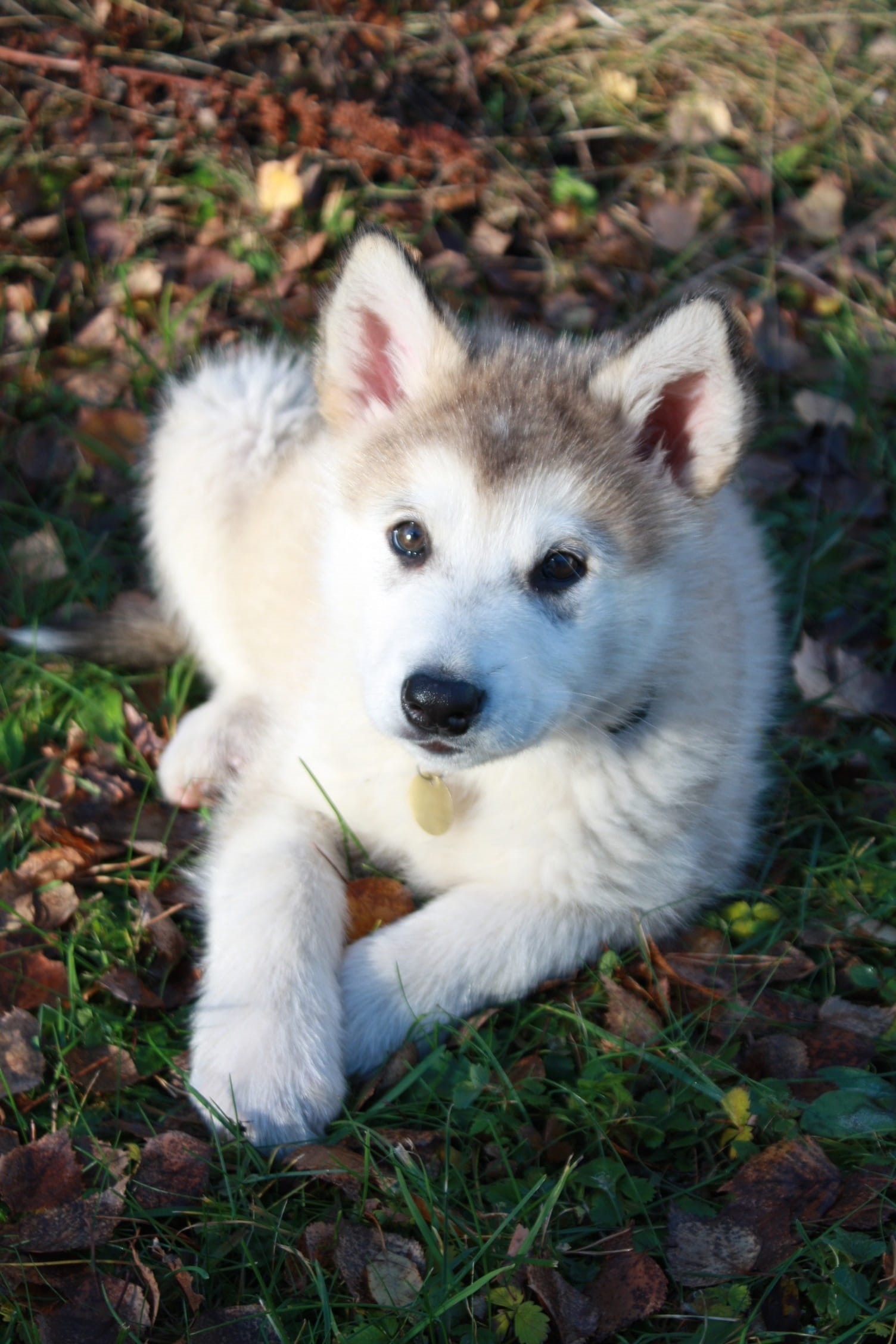 animal head, domestic, high angle view, puppy, animal themes, one animal, 1080P, field, looking at camera, Sled Dog, no people, land, day, dog, relaxation, Phone HD Wallpaper
