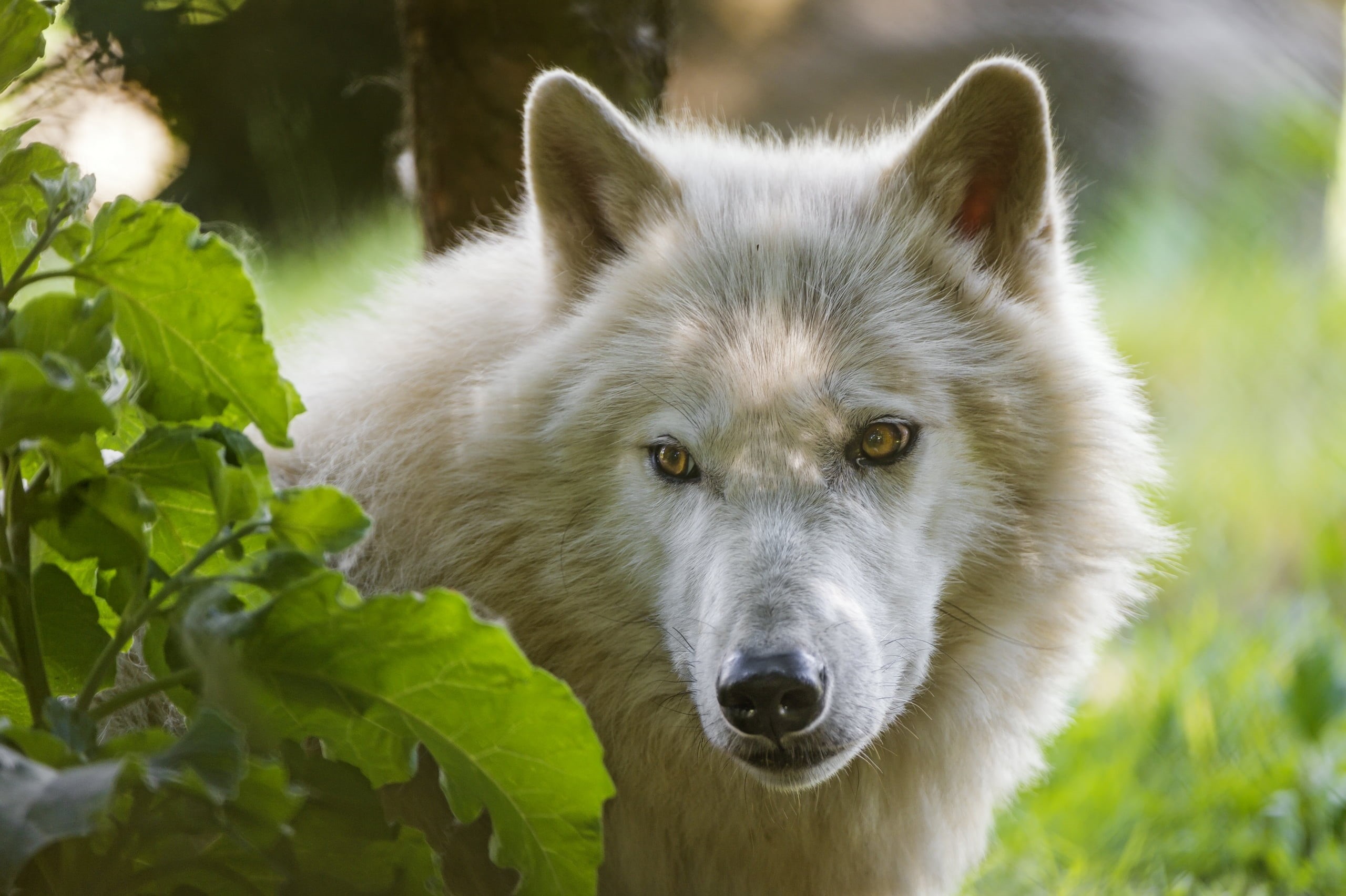 purebred Dog, day, dog, portrait, no People, view, focus on foreground, white, predatory, forest, plant, adult, 2K, animal wildlife, outdoors, animal themes, HD Wallpaper