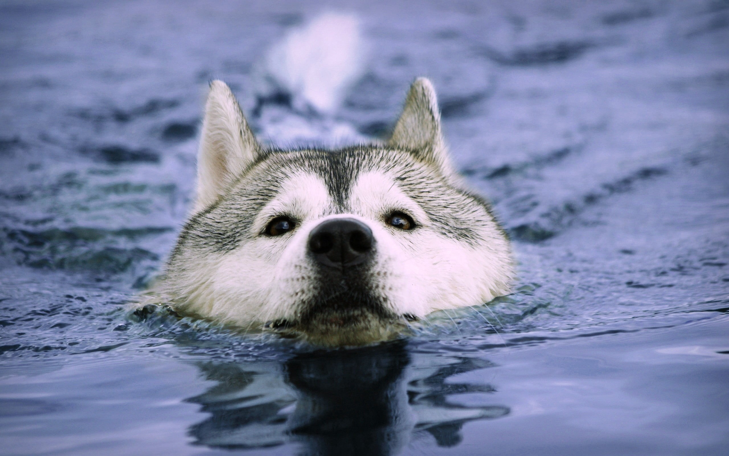 water, pets, 2K, muzzle, malamute, siberian, wolf, arctic, swimming, canine, beautiful, animal Eye, young Animal, husky, sea, portrait, dog, one Animal, HD Wallpaper