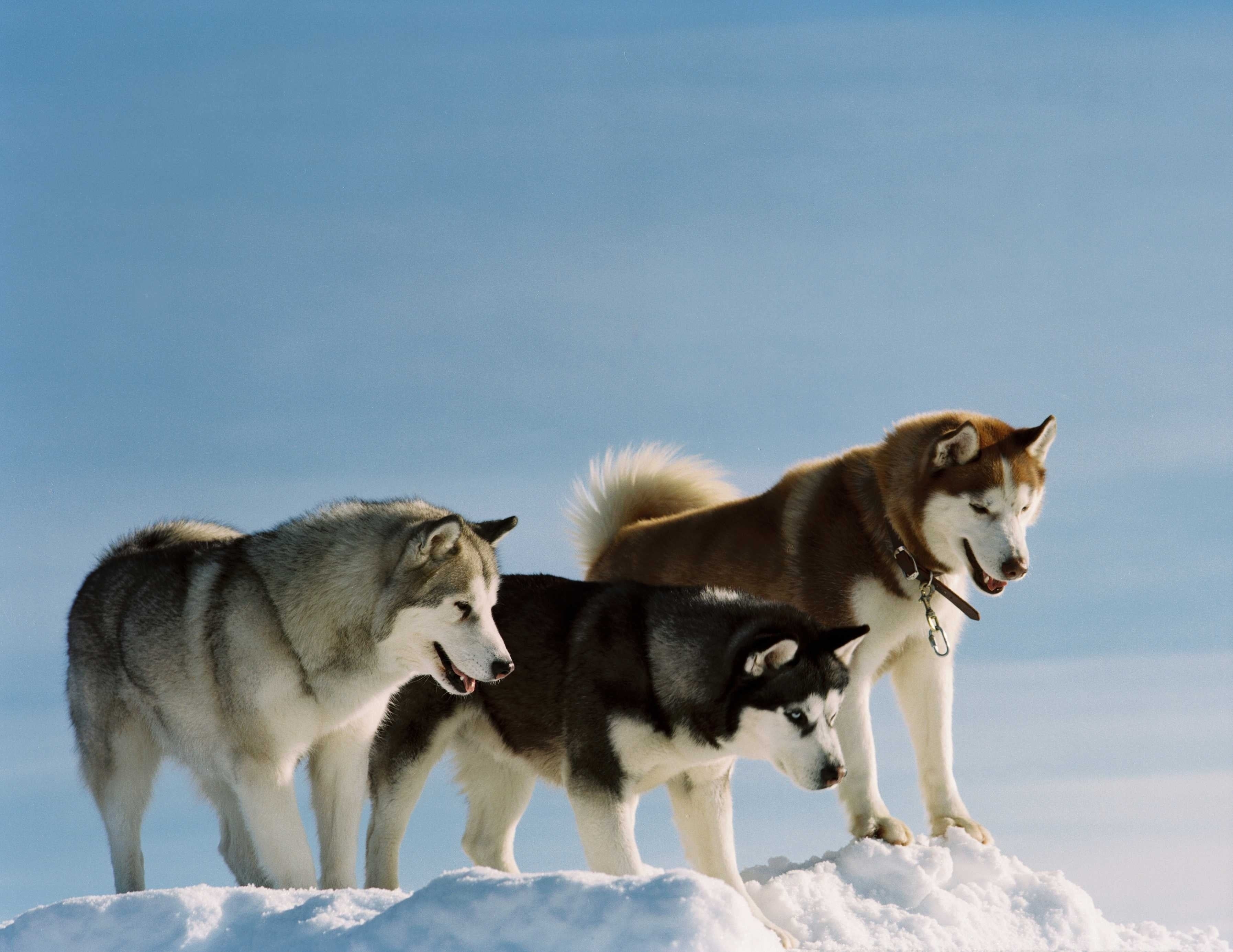 animal themes, anger, animal wildlife, aggression, snarling, nature, two animals, puppy, purebred Dog, walk, siberia, sled Dog, color, breed, three, cold - Temperature, HD Wallpaper