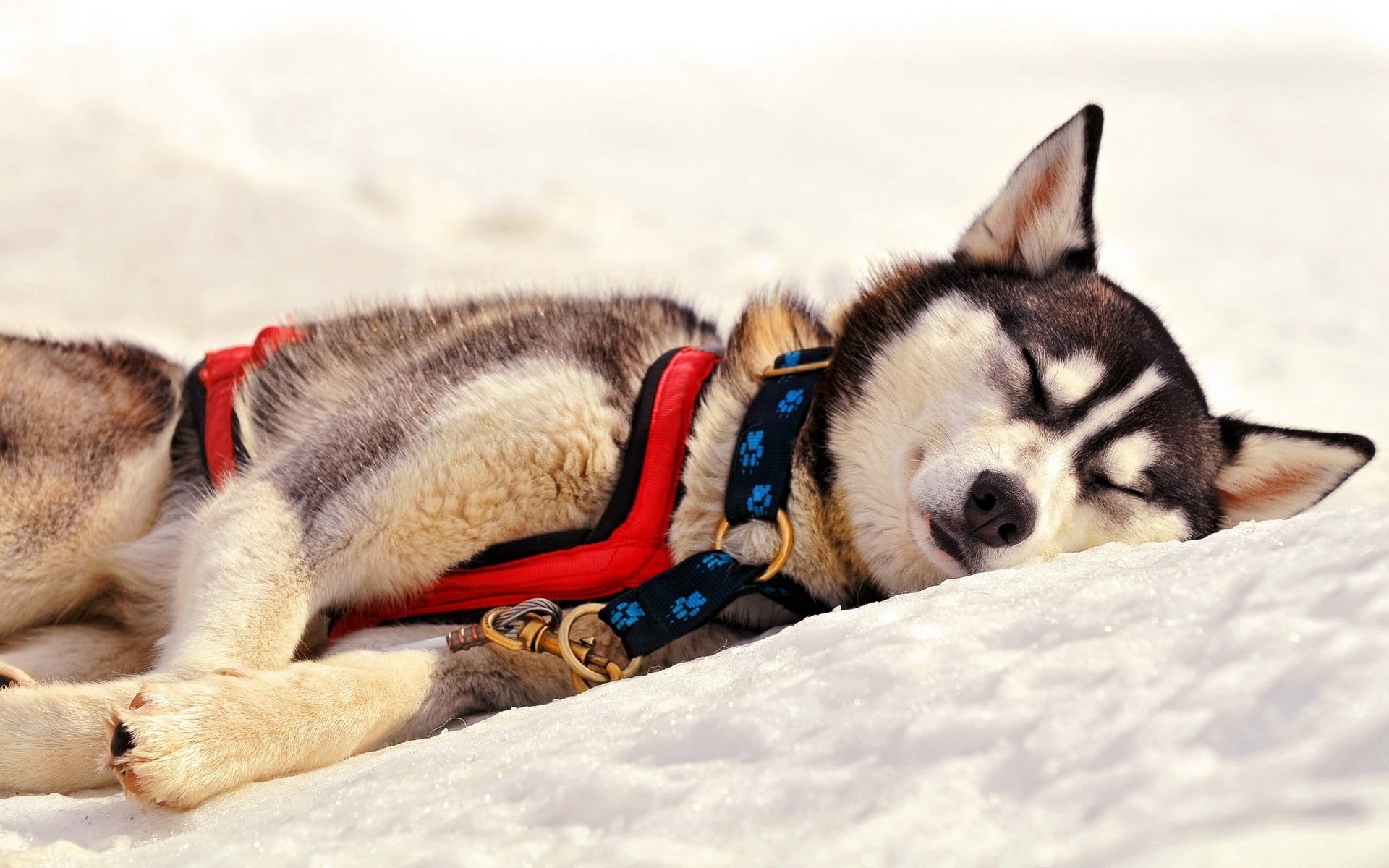 young Animal, adult, eyes closed, domestic Animals, siberia, looking, purebred Dog, sled Dog, sleeping, mammal, vertebrate, nature, alaskan, fur, grass, HD Wallpaper