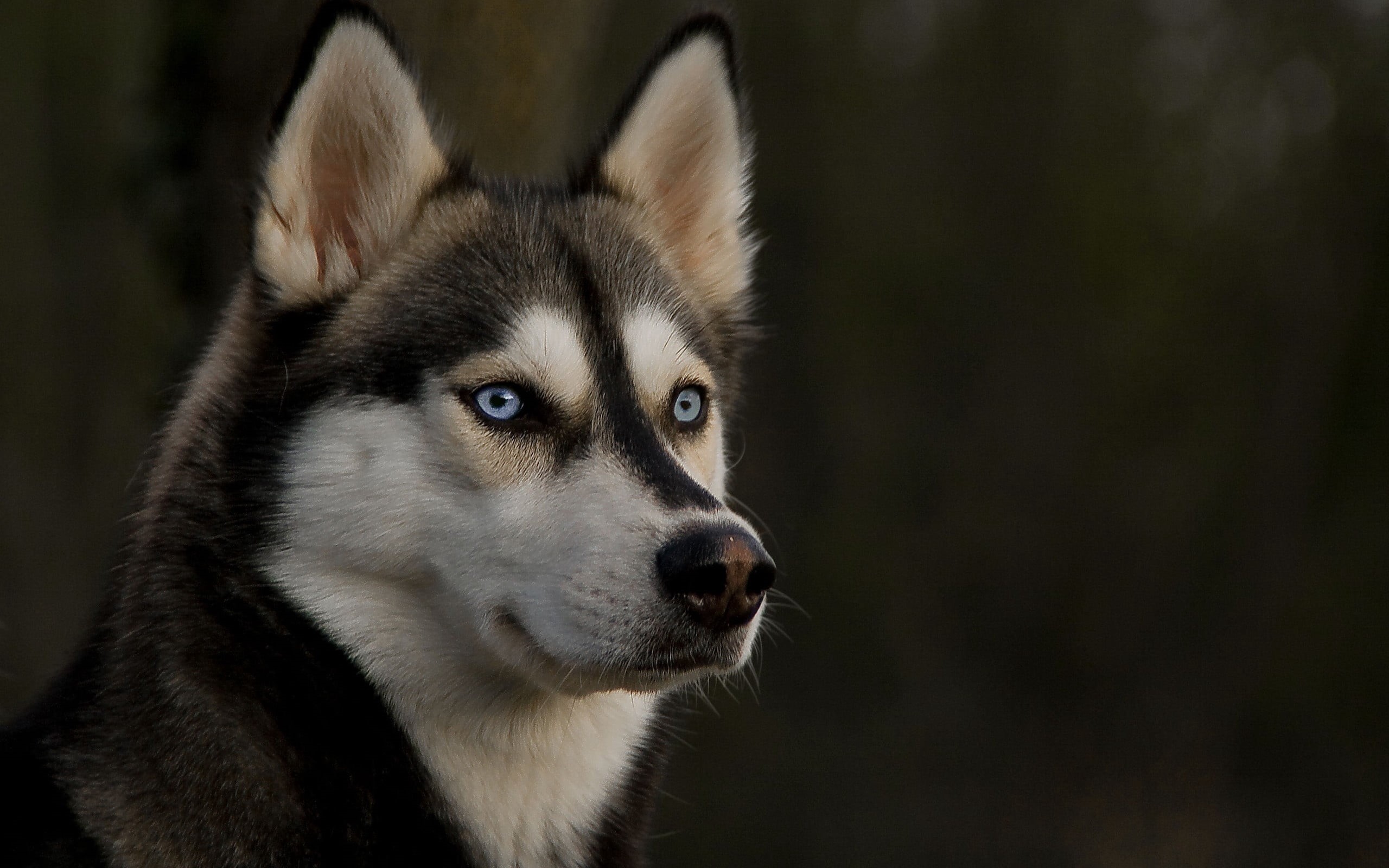 animals in the wild, animal Eye, young Animal, focus on foreground, muzzle, beautiful, snout, sled Dog, human Face, brown, black Color, animal body part, HD Wallpaper