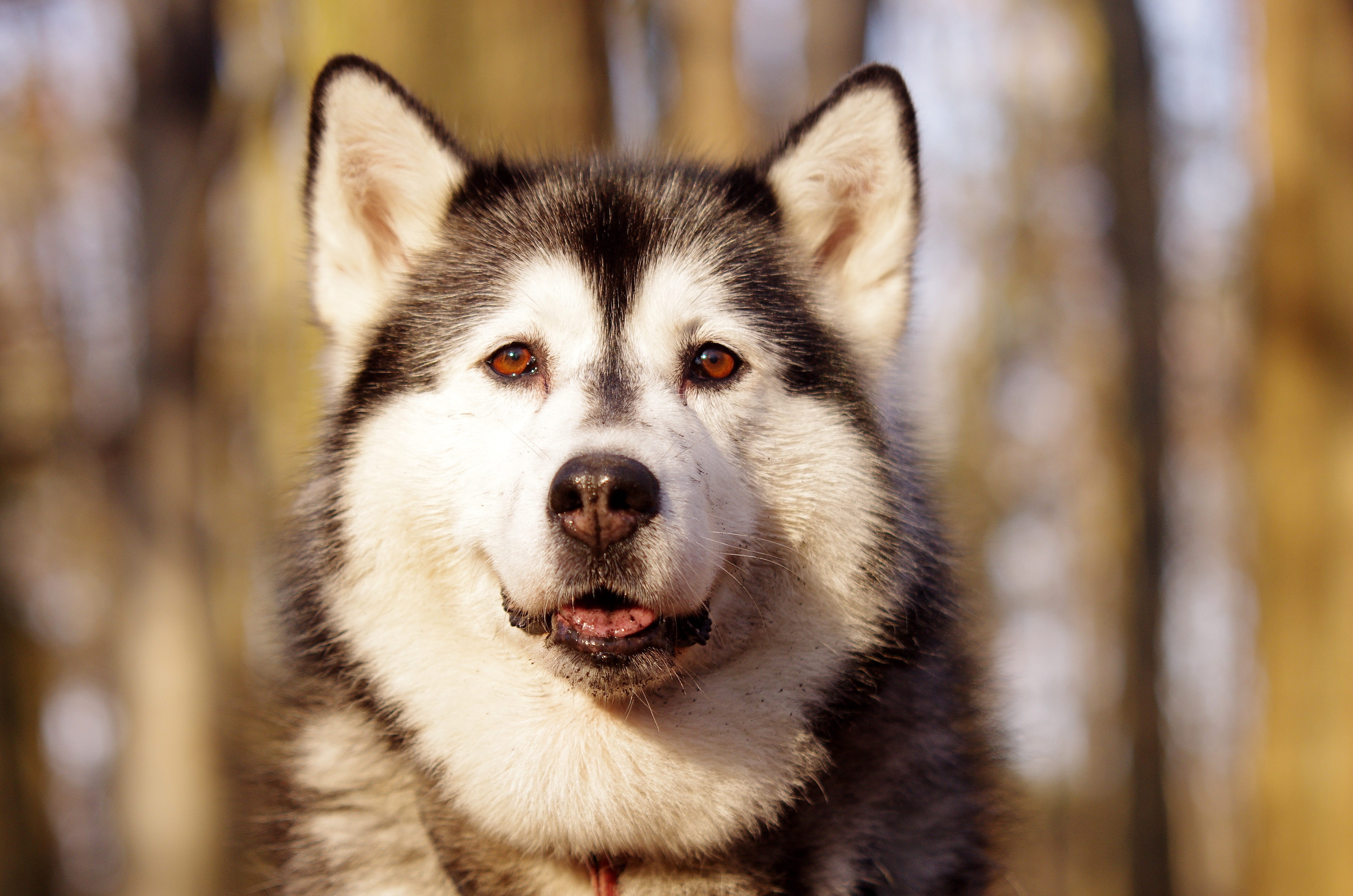 daytime, malamute, canine, 4K, domestic, sled dogs, alaskan, no people, looking at camera, animal themes, photo, sled dog, purebred dog, one animal, husky, HD Wallpaper