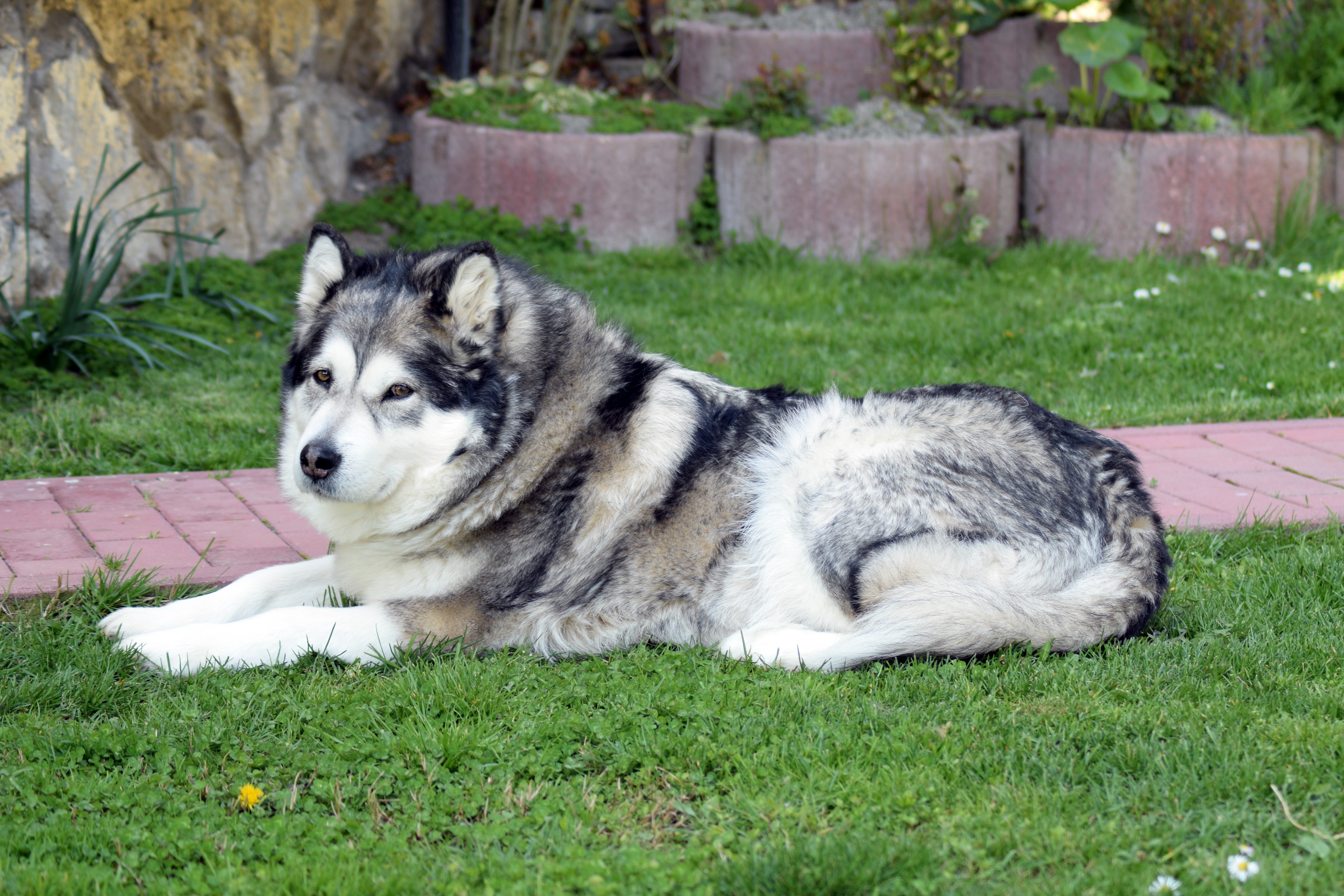 relaxation, dog, animal, green, outdoors, mammal, sled dog, pets, one animal, adult, 5K, grass, vertebrate, green color, domestic animals, malamute, husky, HD Wallpaper