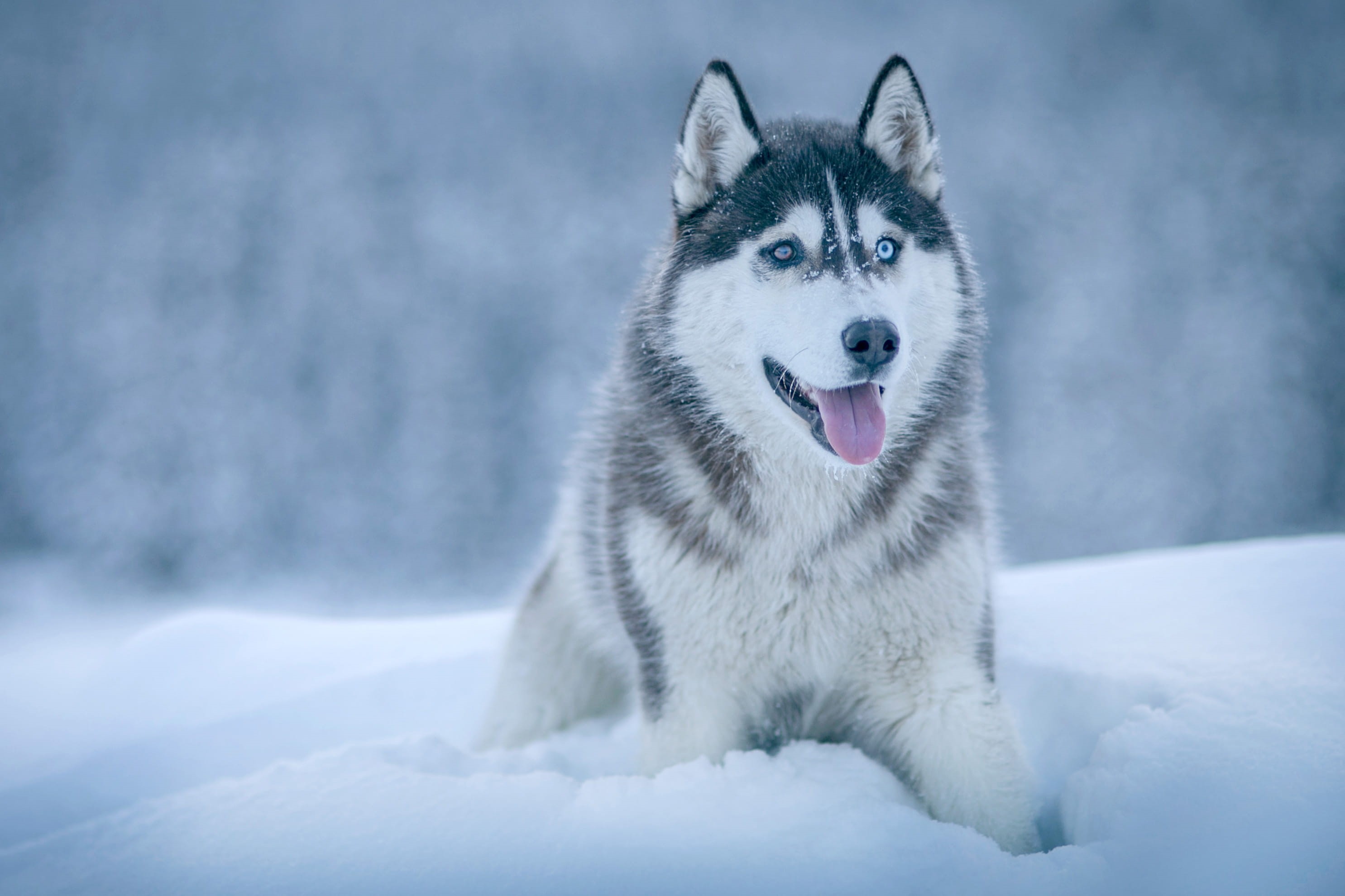 winter, syberian, cold - Temperature, snow, mammal, sled Dog, cold, vertebrate, looking at camera, alaskan Culture, purebred Dog, animal themes, arctic, HD Wallpaper