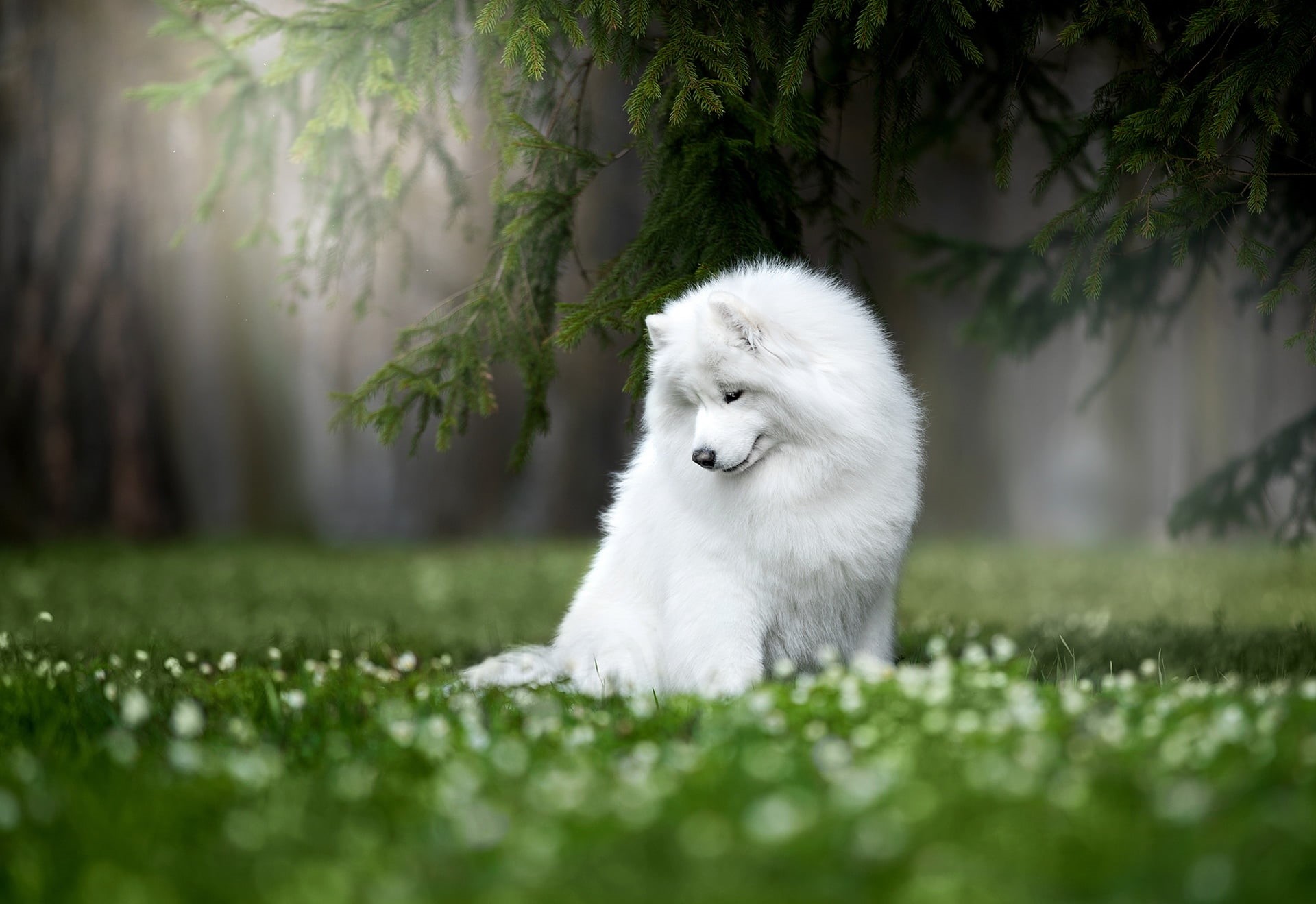 one animal, 1080P, selective focus, tree, grass, outdoors, domestic animals, plant, land, pets, domestic, animal themes, vertebrate, dog, nature, mammal, HD Wallpaper