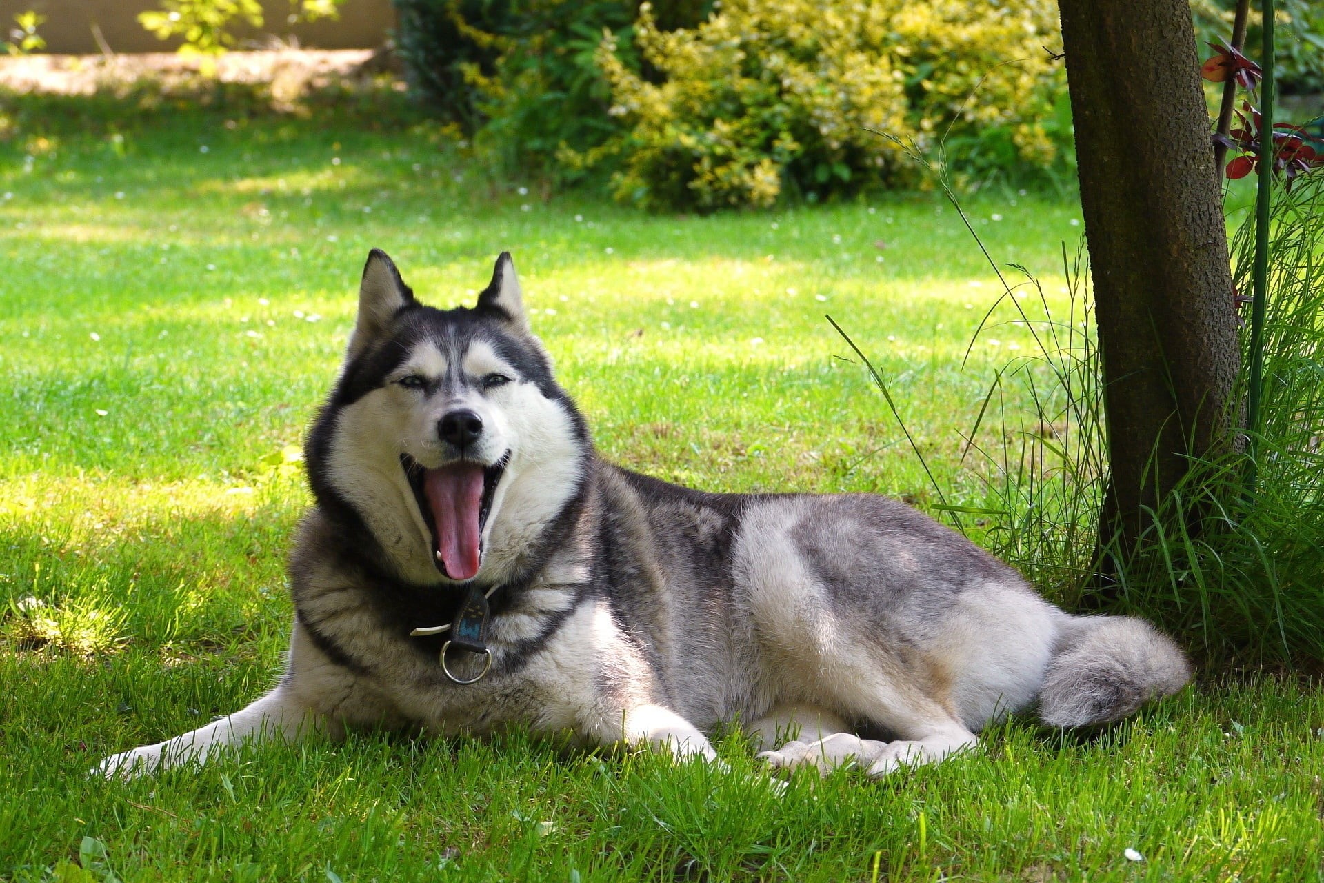 malamute, animal mouth, one Animal, animal, beauty In Nature, husky, playing, nature, relaxation, sticking out tongue, meadow, animal themes, animal tongue, HD Wallpaper