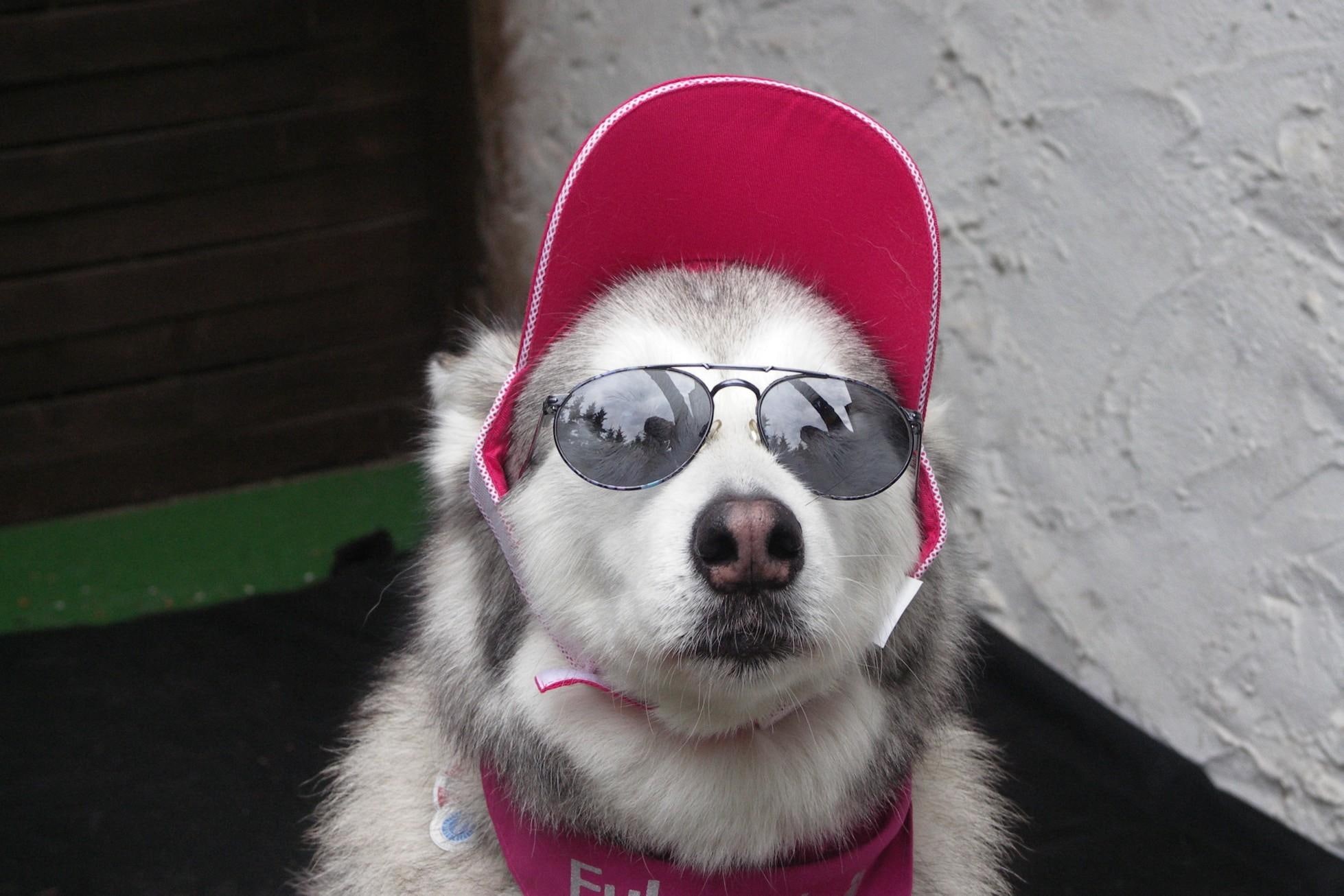 malamute, funny, dog, holiday, gray, good, animals, 1080P, cool, white, sunglasses, husky, HD Wallpaper