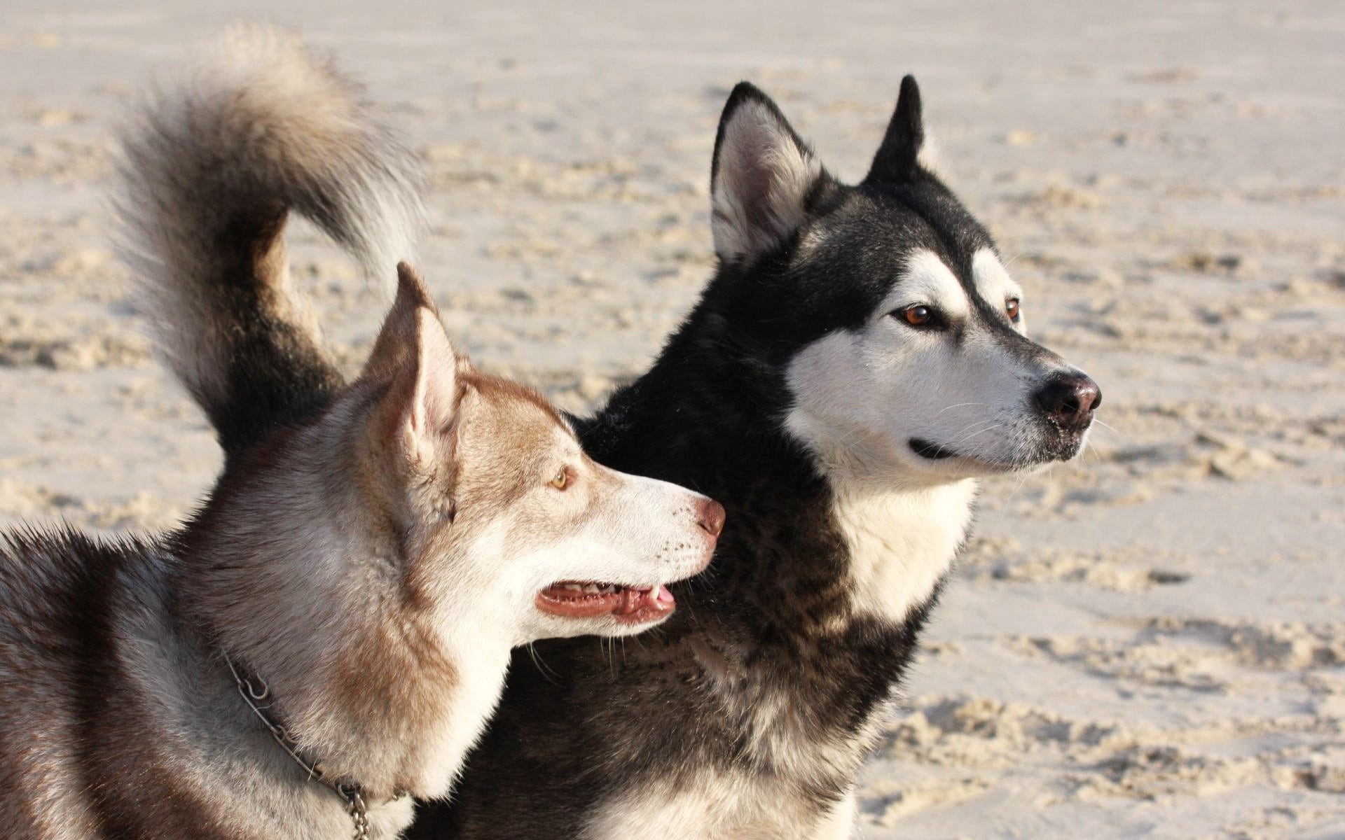 focus on foreground, brown, 1080P, malamute, animal, aggression, nature, portrait, beach, alaskan Culture, young Animal, black Color, mammal, mouth open, HD Wallpaper