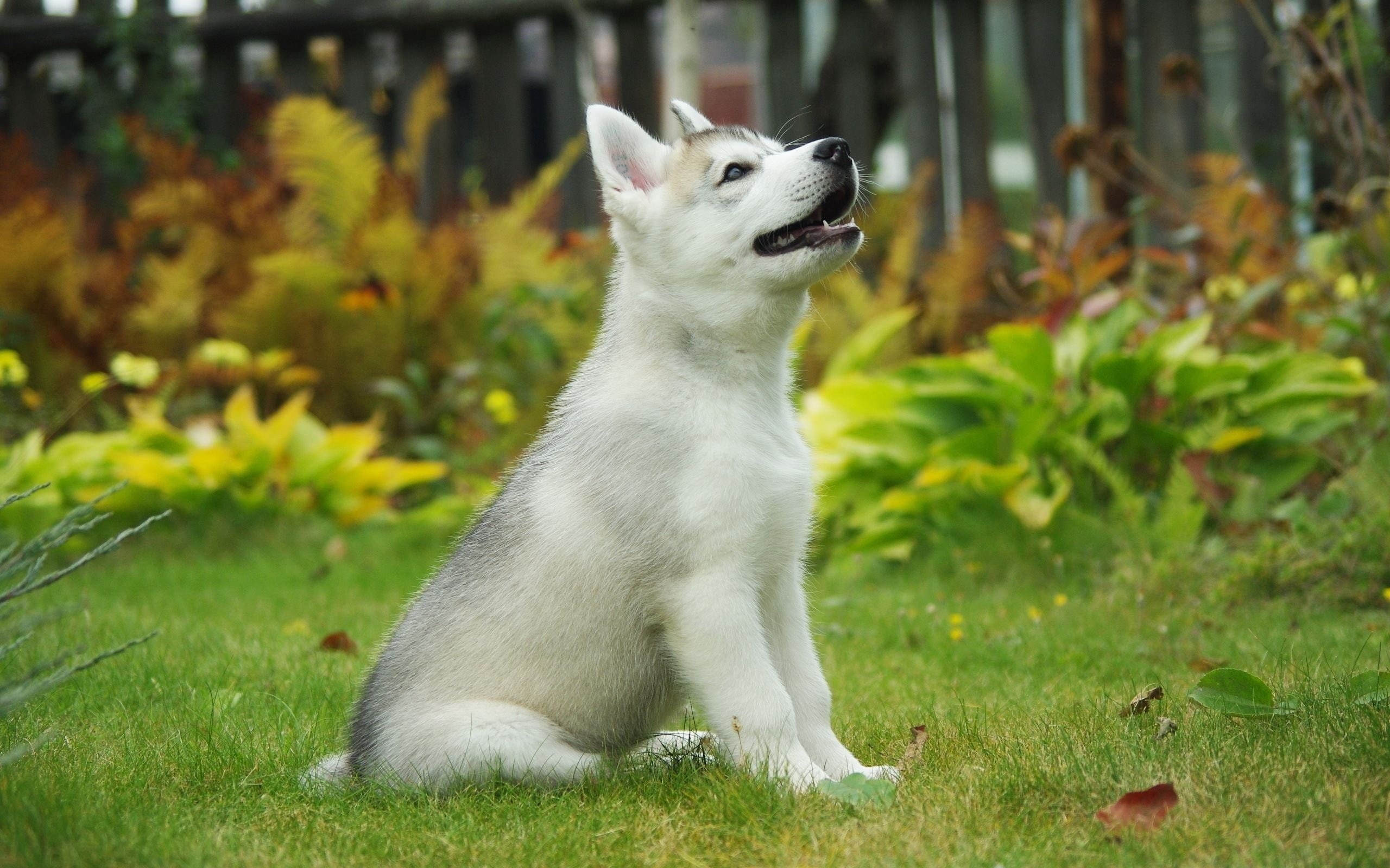 2K, puppy, malamute, HD Wallpaper