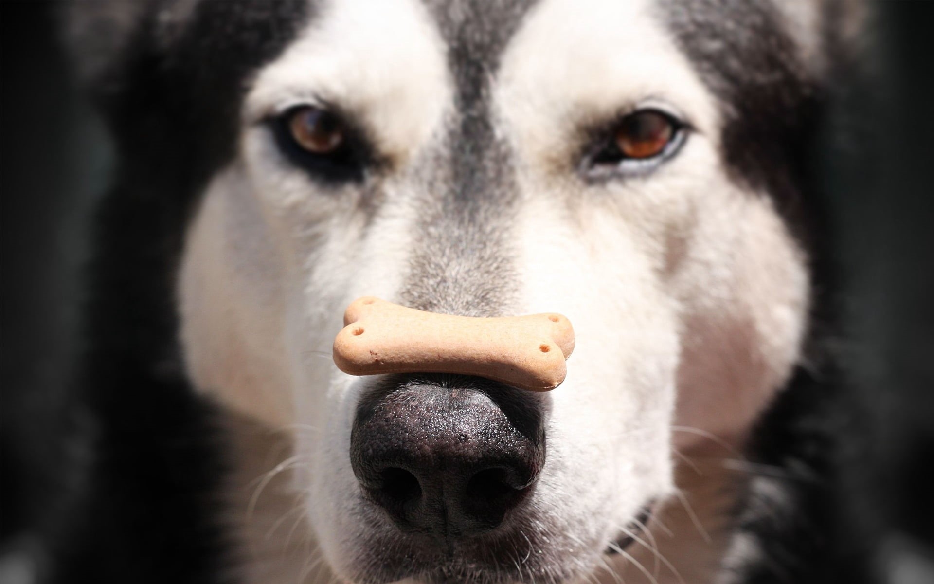 domestic Animals, vertebrate, dog, animal, nose, husky, black, puppy, one Animal, animal mouth, spotted, animal body part, outdoors, close-up, pets, obedience, HD Wallpaper