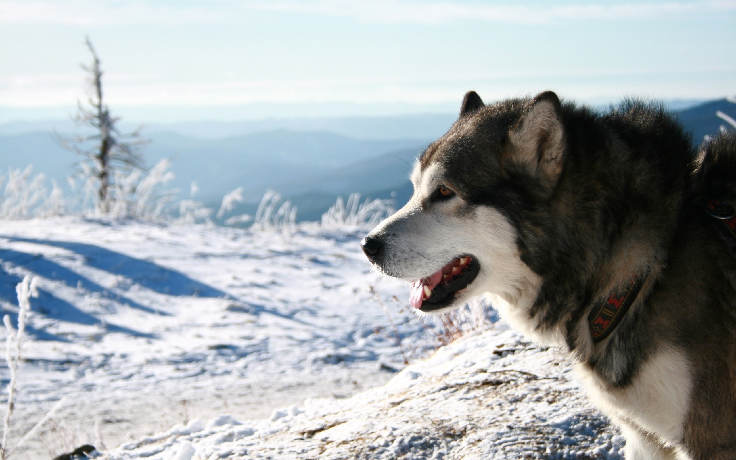 2K, malamute, dog, HD Wallpaper