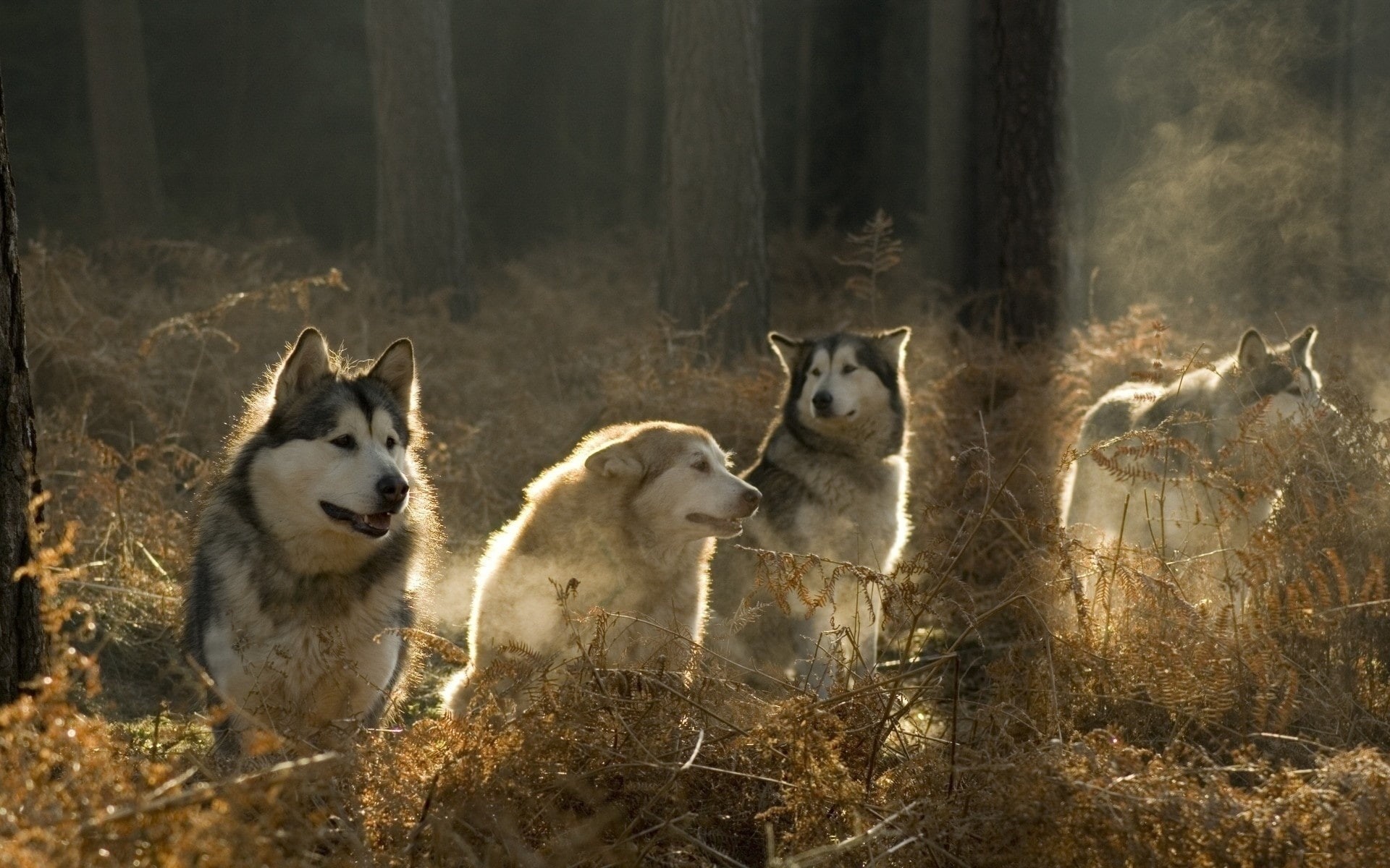 malamute, malamutes, 1080P, pack, HD Wallpaper