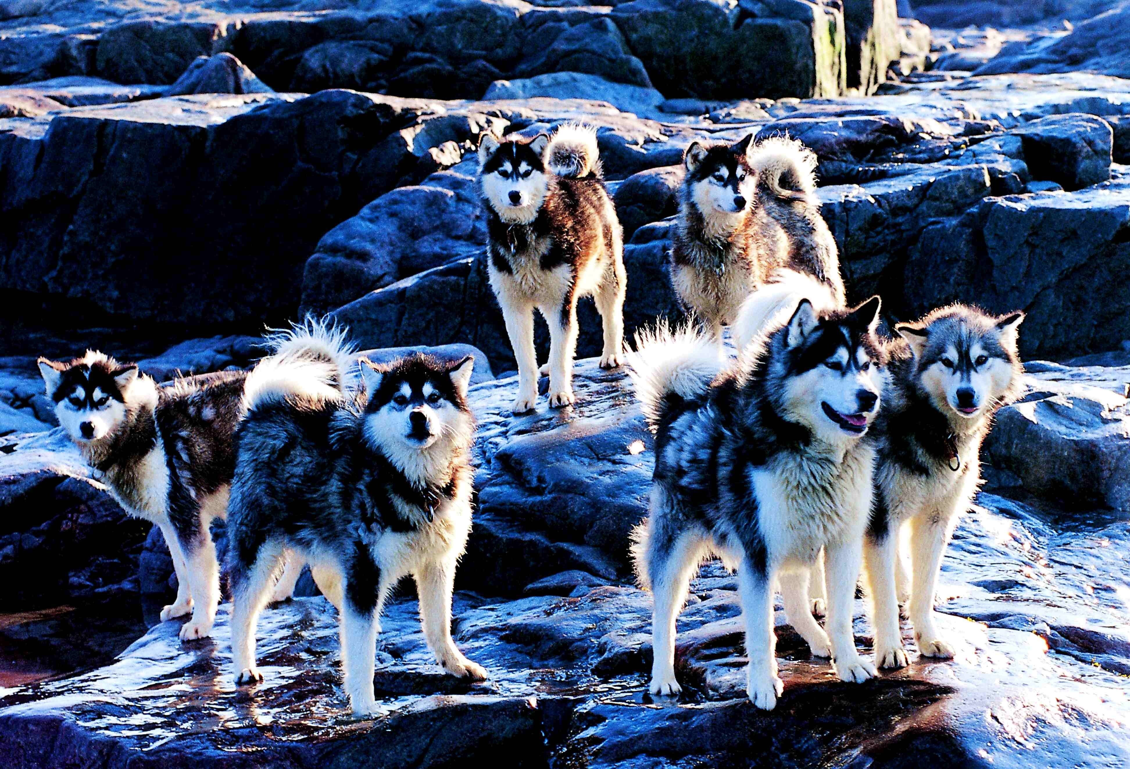 field, friendship, purebred Dog, white, canine, siberian Husky, winter, pets, animals in the wild, animal wildlife, domestic animals, cute, medium group of animals, HD Wallpaper