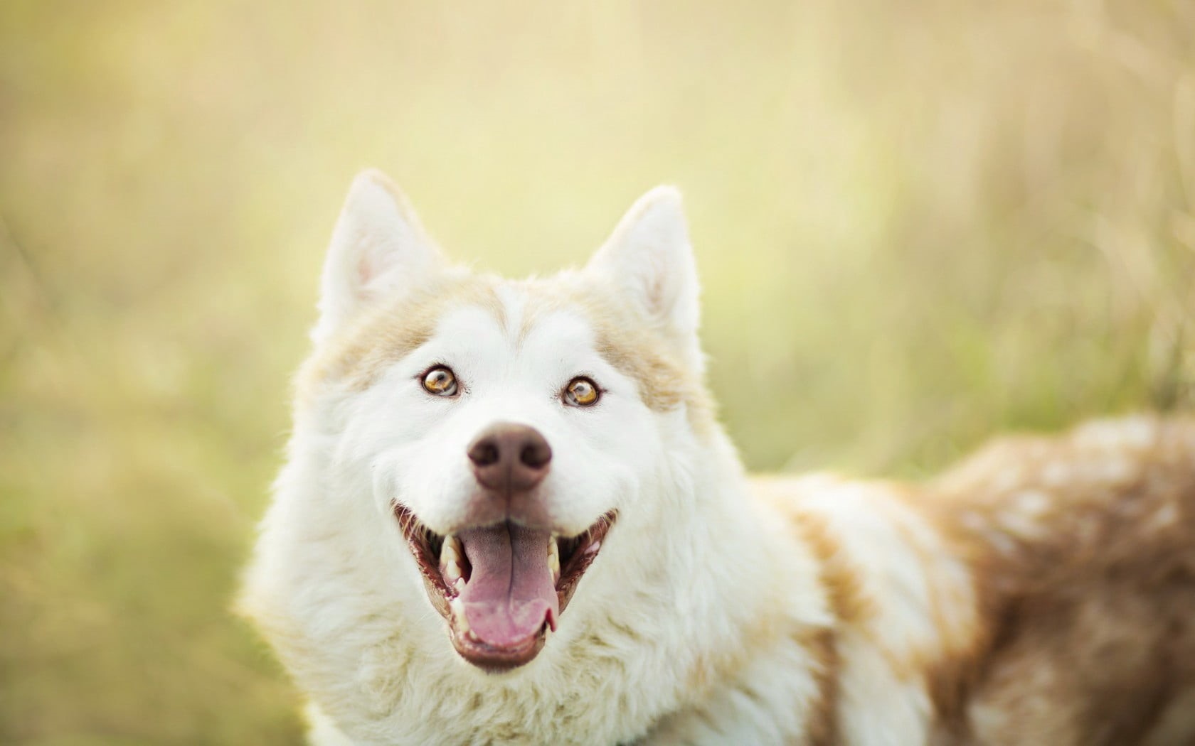 outdoors, day, animal Tongue, portrait, looking at camera, no People, siberian Husky, eyes, obedience, pets, dog, looking, animal body part, brown, malamute, HD Wallpaper