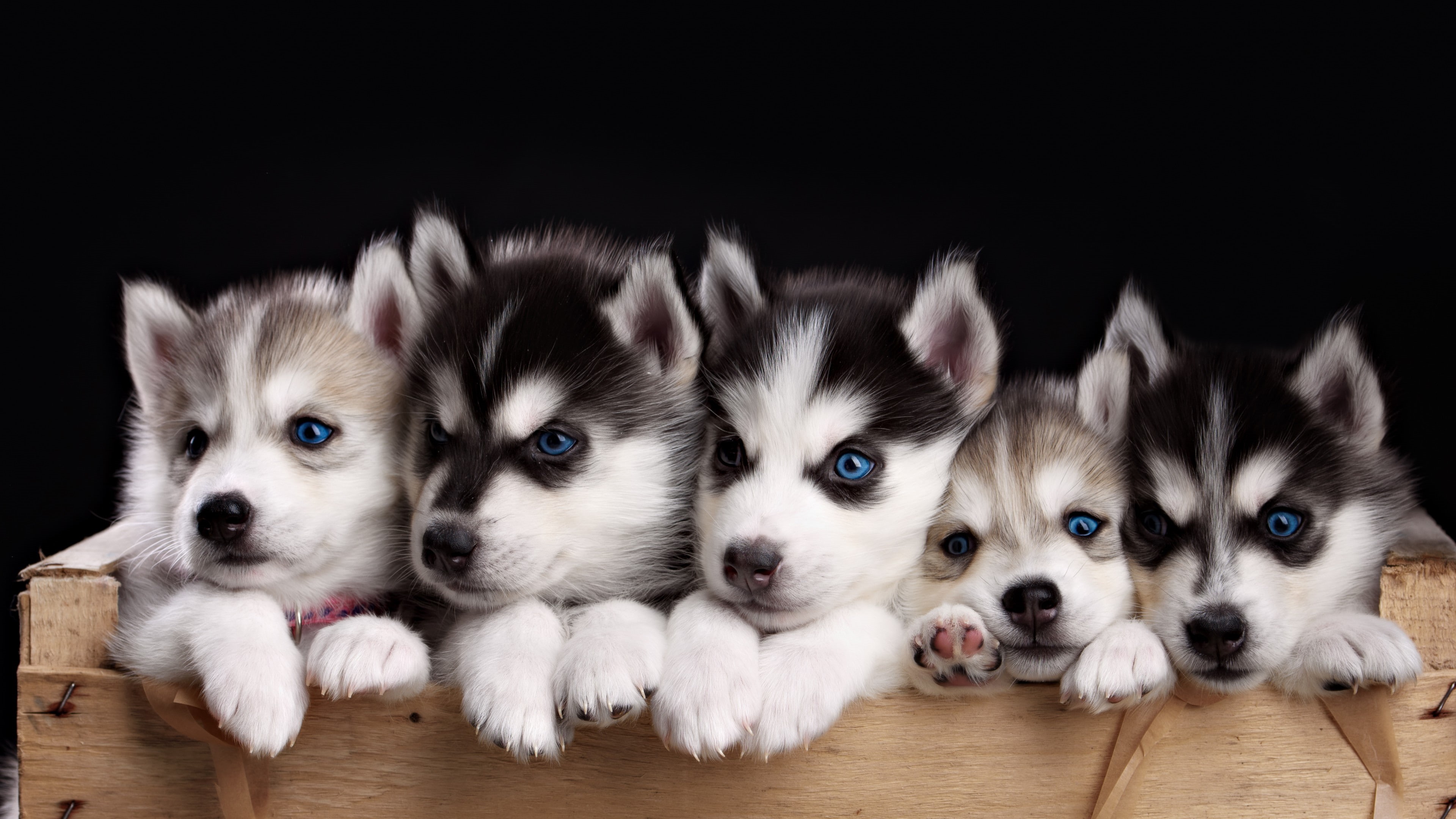 puppy, five, 4k, puppies, cute animals, siberian, Husky, 4K, HD Wallpaper