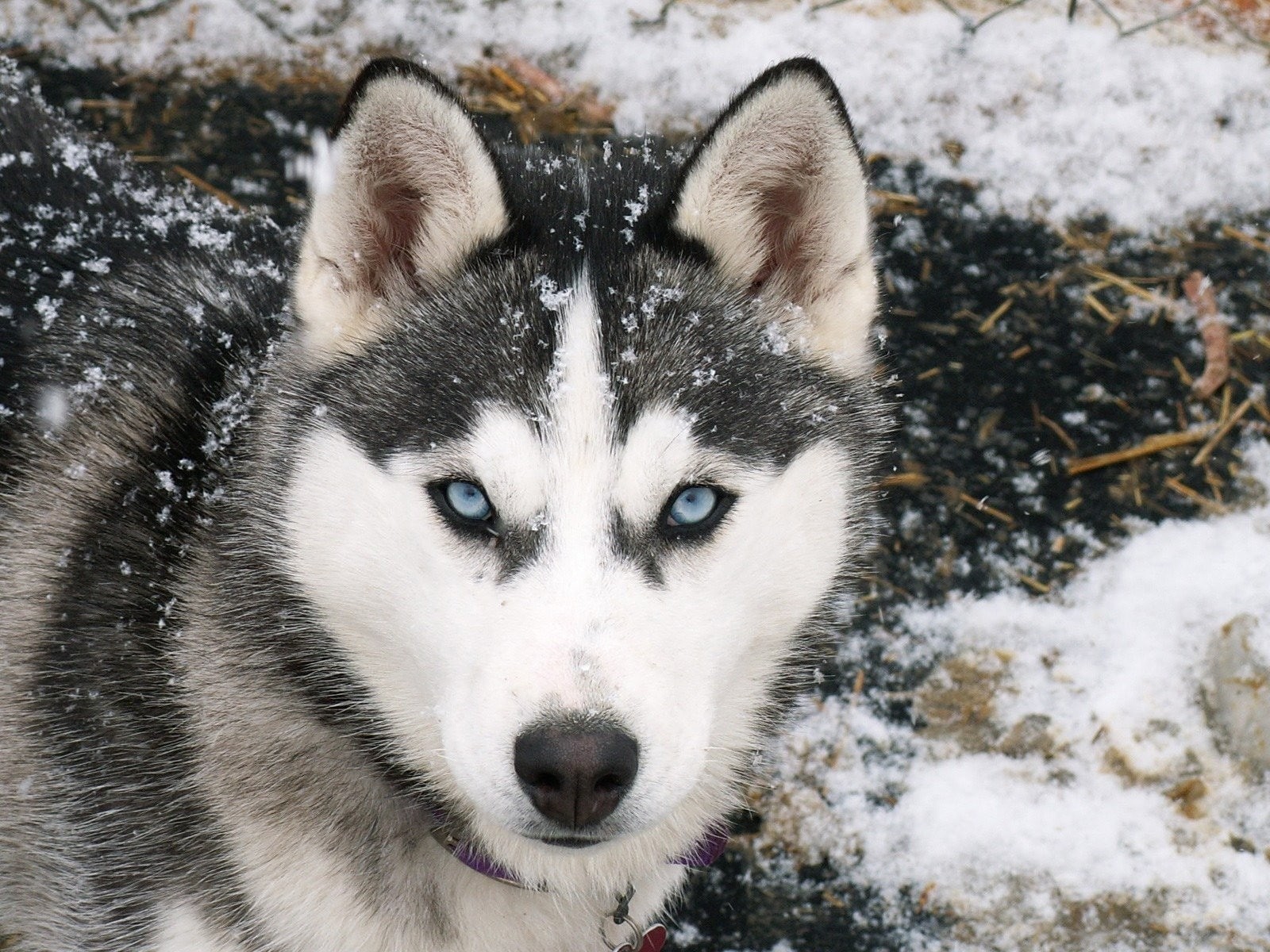 720P, Siberian Husky, snow, winter, animals, dog, HD Wallpaper