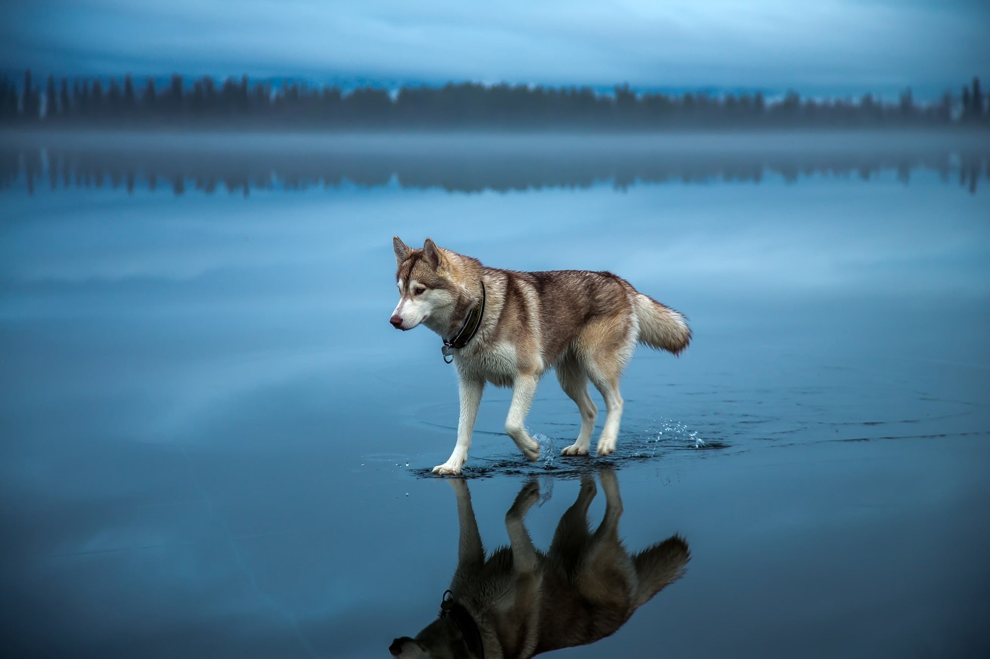 water, canine, depth of field nature animals landscape dog siberian husky water trees forest mist reflection clouds alone blue lake, one animal, day, no people, HD Wallpaper