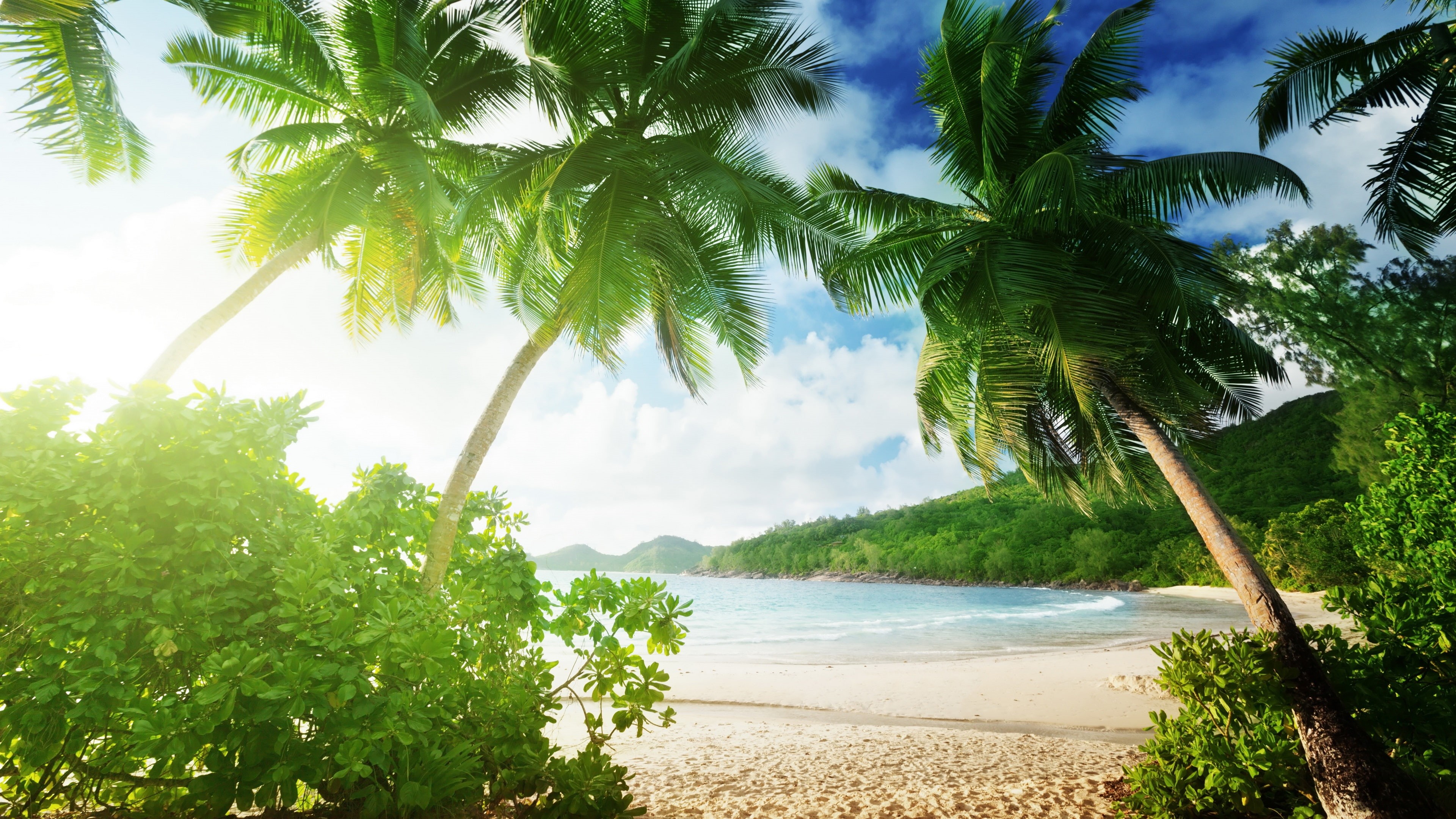 Tropical, Coast, plant, Trees, leafed, 4K, Palm, Beach, Sand, green, Clouds, Sea, HD Wallpaper
