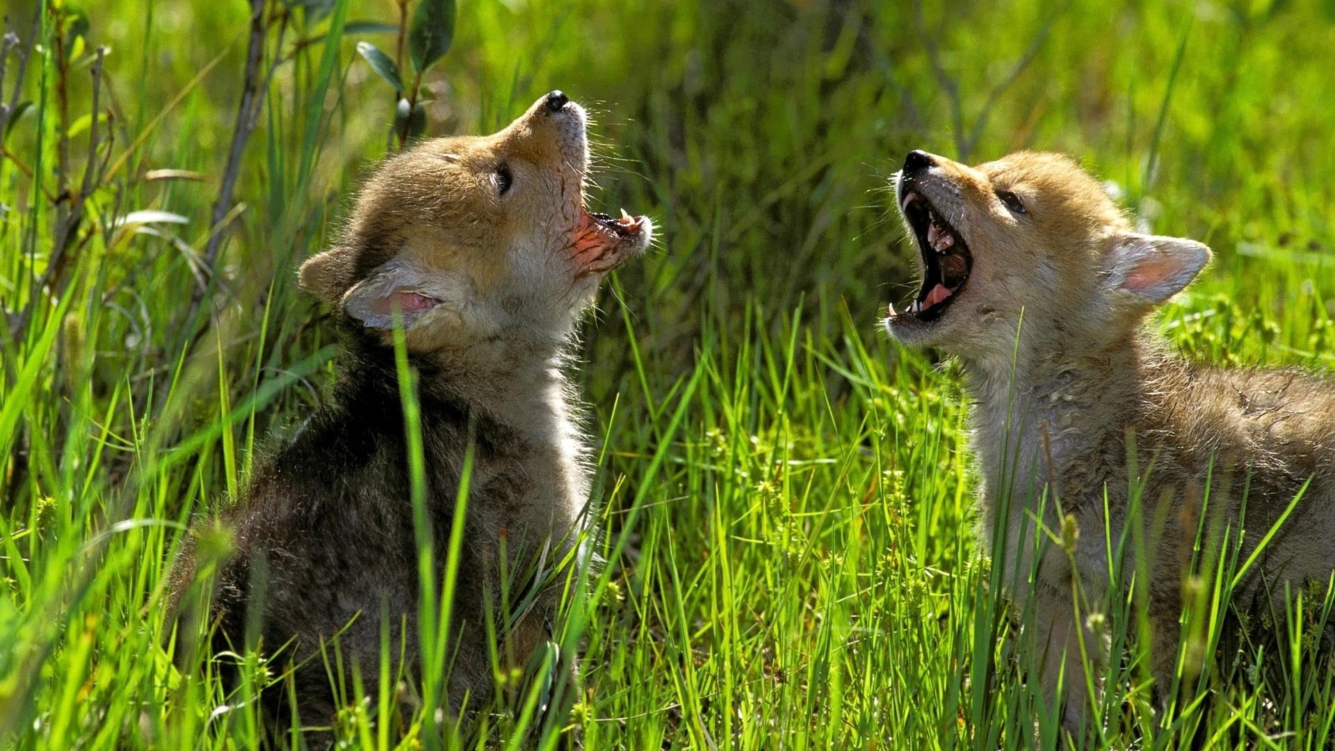 cani, puppy, canadian rockies, learning, north america, british columbia, wild dog, 1080P, howl, animals, predator, sitting, HD Wallpaper