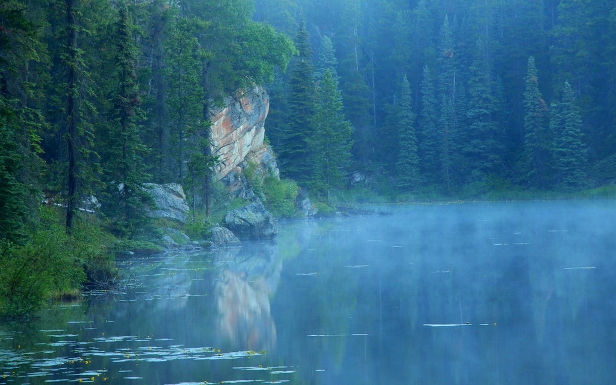 Canada, lake, idyllic, tranquility, plant, forest, tree, water, waterfront, mist, day, growth, morning, 480P, coniferous tree, beauty in nature, remote, HD Wallpaper