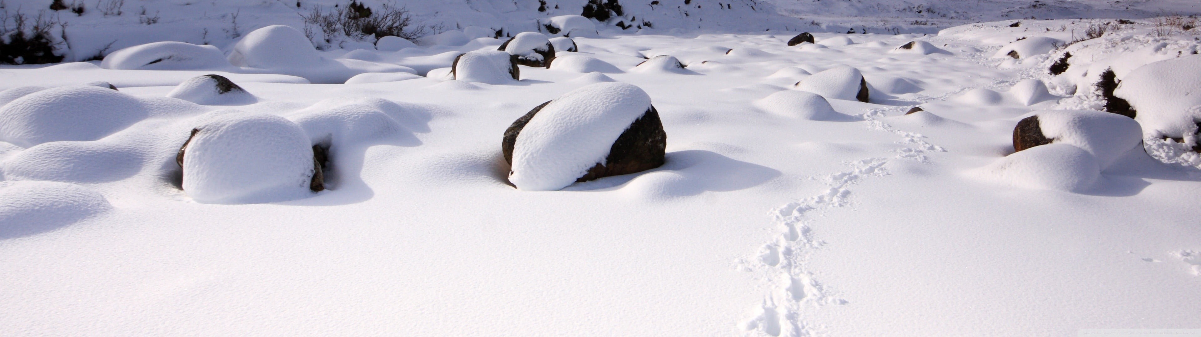 frozen water, no people, frozen, covered, outdoors, environment, water, land, ice, winter, panoramic, animal wildlife, beauty in nature, snowing, white color, HD Wallpaper