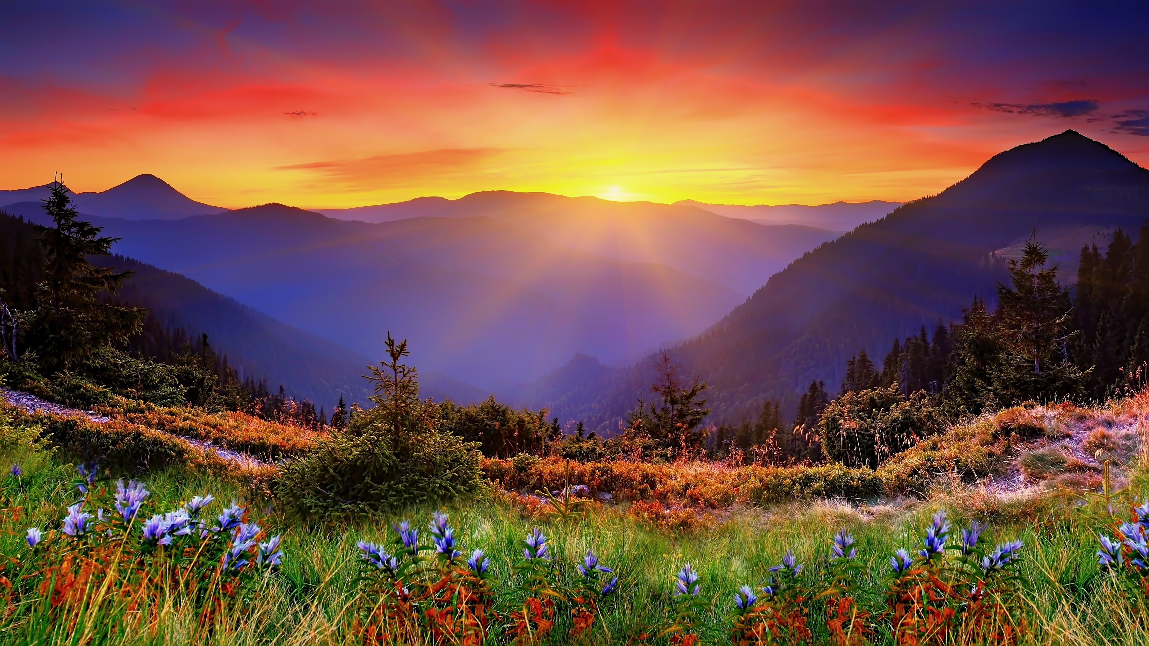 cloud - sky, sunset, tranquility, purple, sun, 4K, flower, plant, mountain range, sky, flowering plant, mountain peak, landscape, land, nature, environment, HD Wallpaper