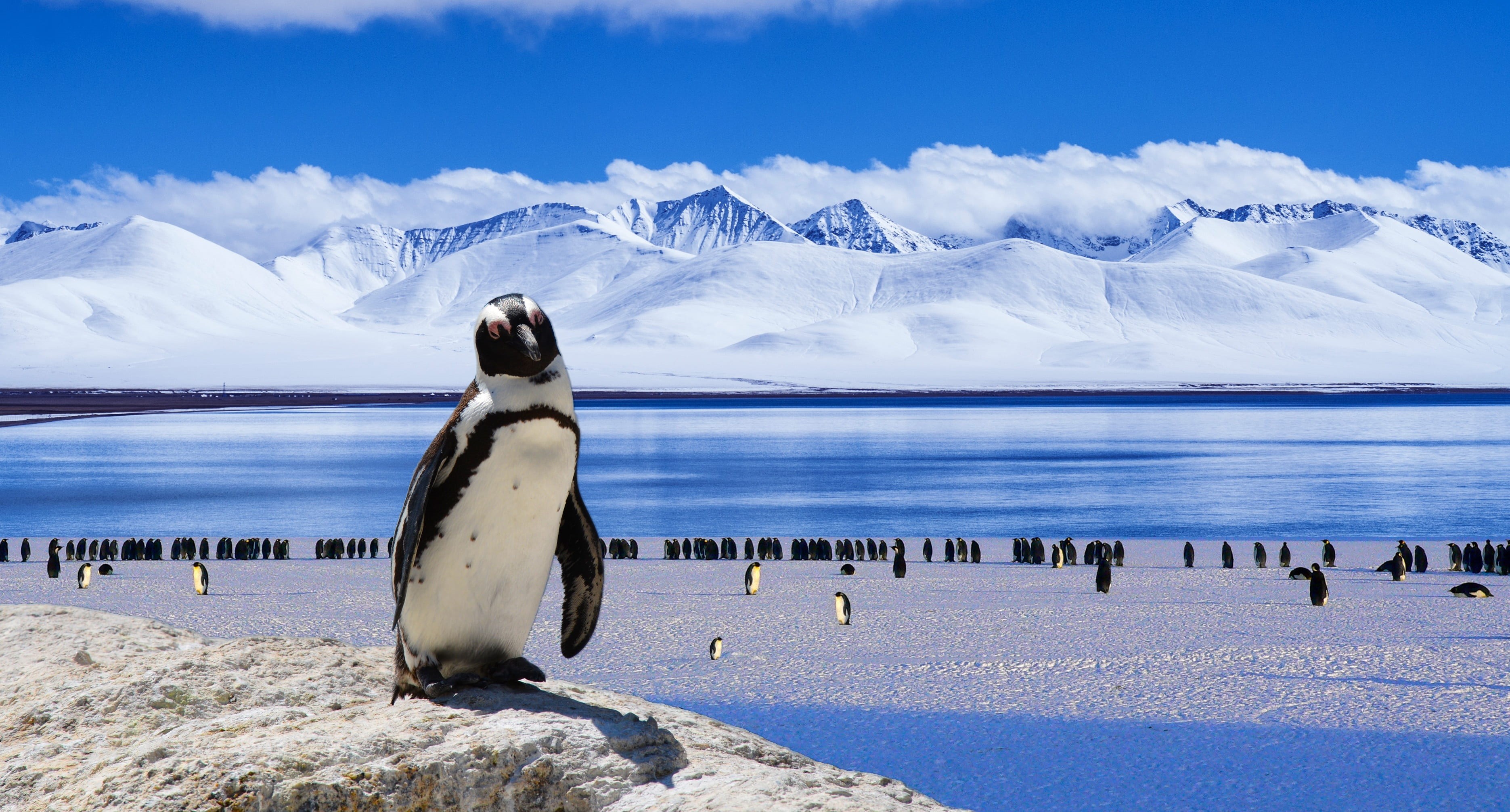 nature, ze, black, arctic, bird, iceberg, winter, card, happy, frost, blue, drawing, scenics - nature, mountain, polar, travel, beautiful, no people, ice, HD Wallpaper