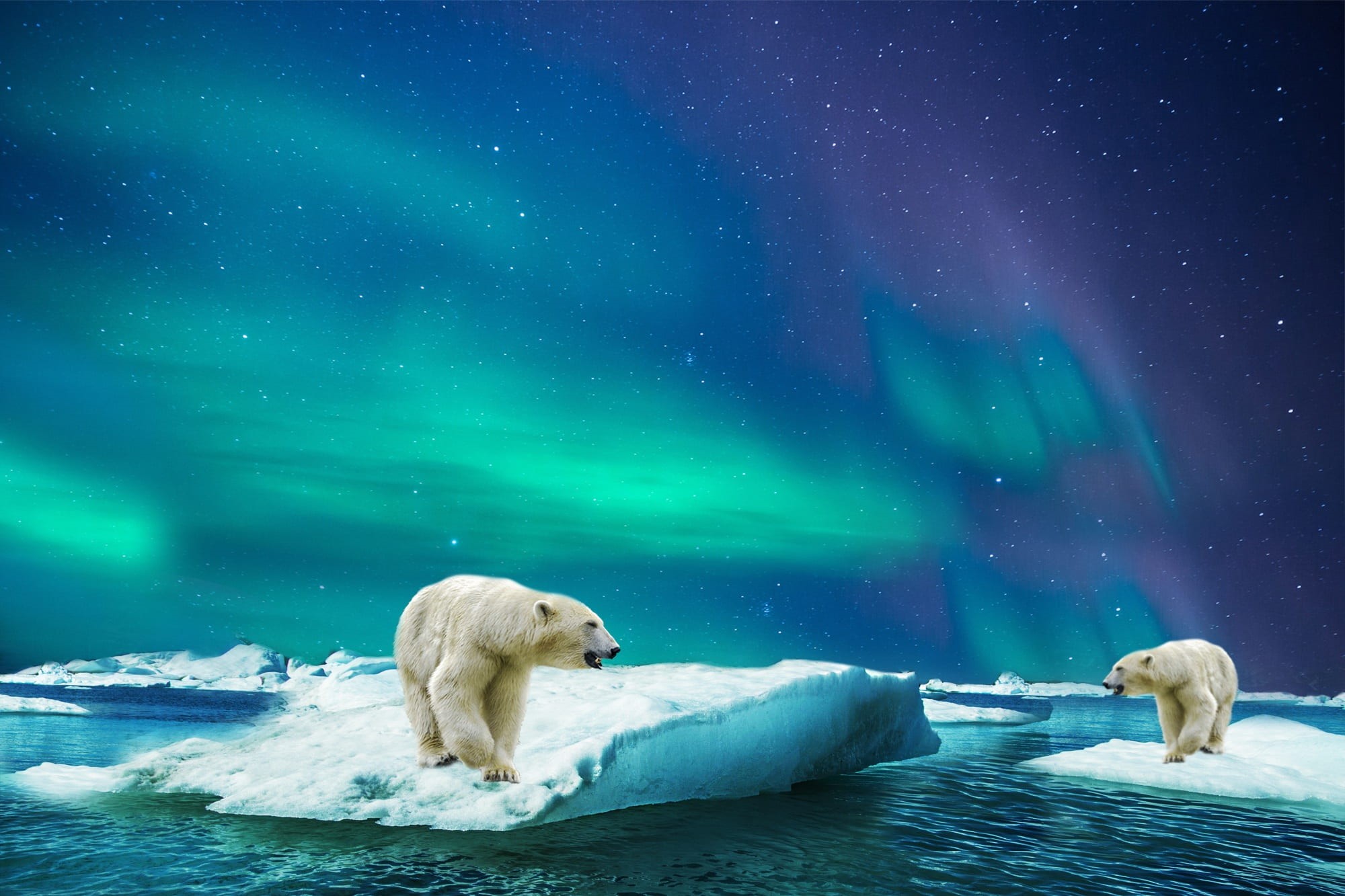 glass, polar, green, winter, beauty in nature, aurora, icebergs, ice, top, one animal, sky, bear, night, polar bear, animal, snow, mammal, photo, aurora borealis, HD Wallpaper