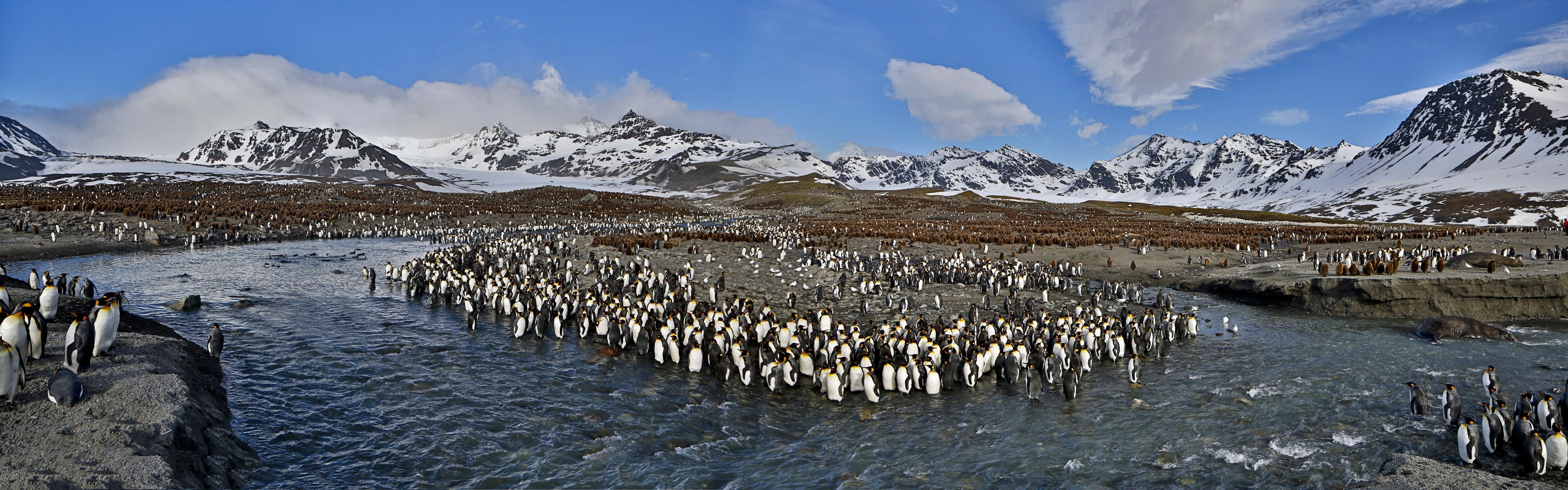 travel, birds, animal themes, snow, penguins, animals, landscape, lagoon, nature, animal wildlife, vertebrate, 4K, sky, polar climate, animal, environment, HD Wallpaper