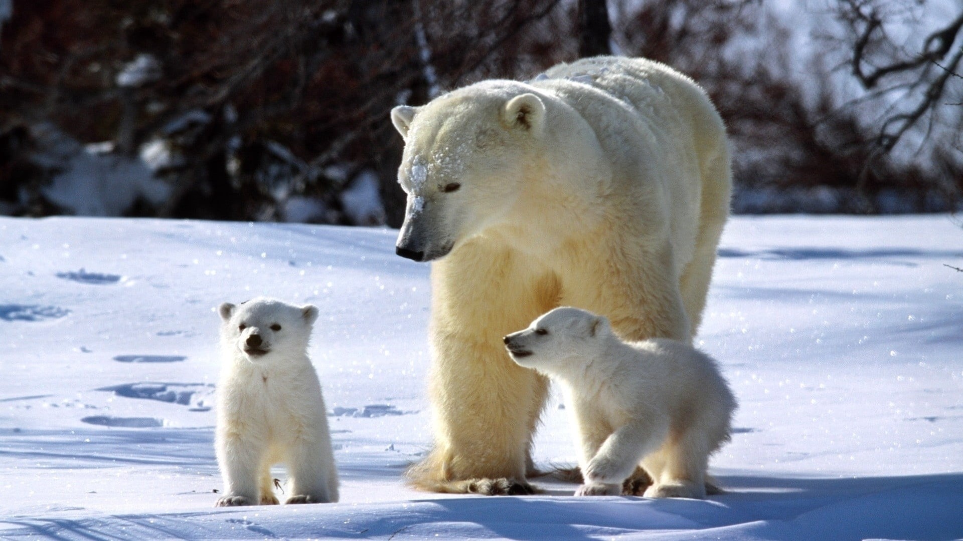polar bears, winter, two animals, animal, north, alaska - Usa State, cold temperature, polar Bear, no people, arctic, animals In The Wild, wildlife, outdoors, HD Wallpaper