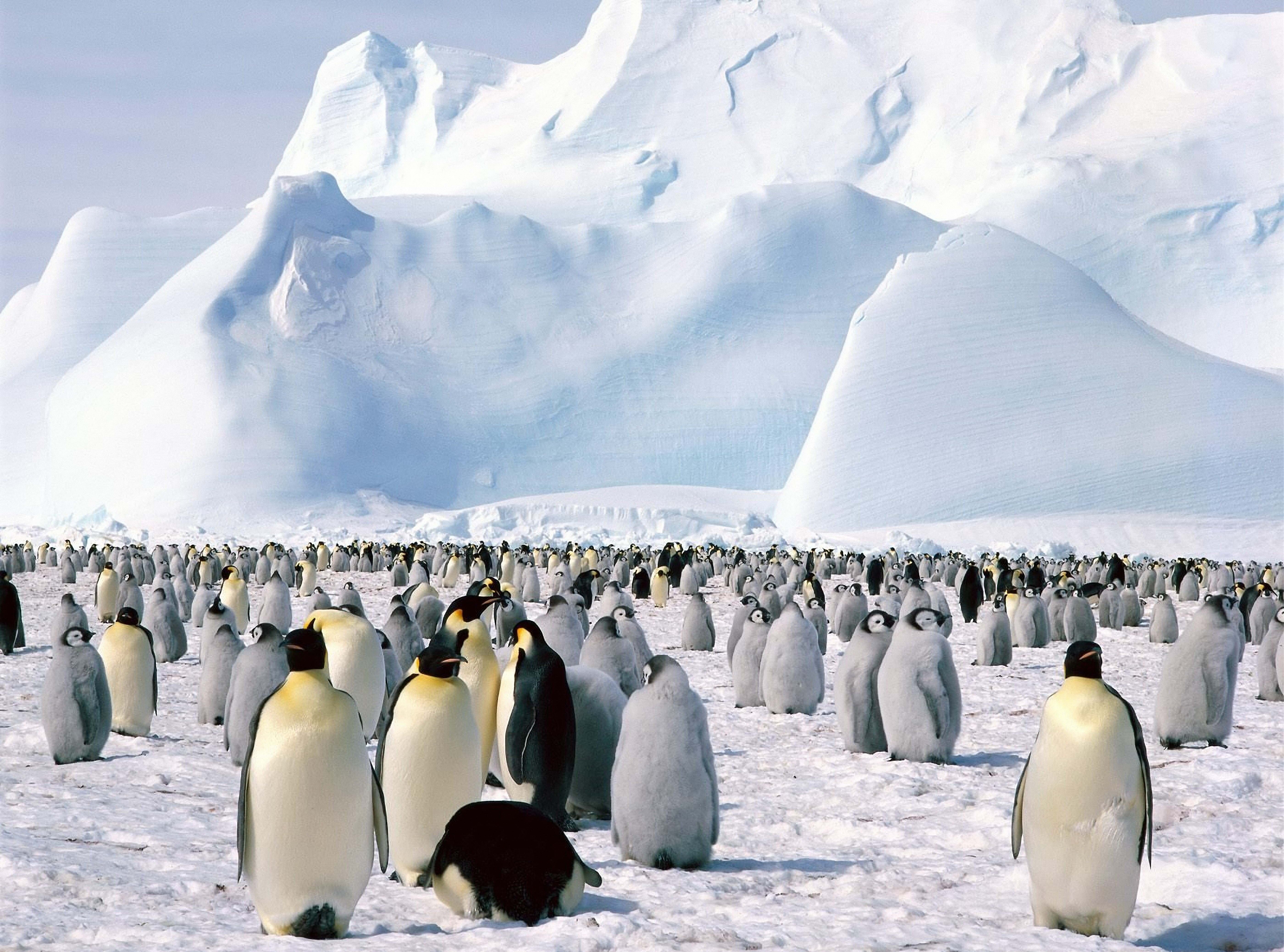 nature, outdoors, water, bird, cold temperature, landscape, colony, lot, mountain, white, animals In The Wild, ice, no people, environment, penguins, winter, HD Wallpaper