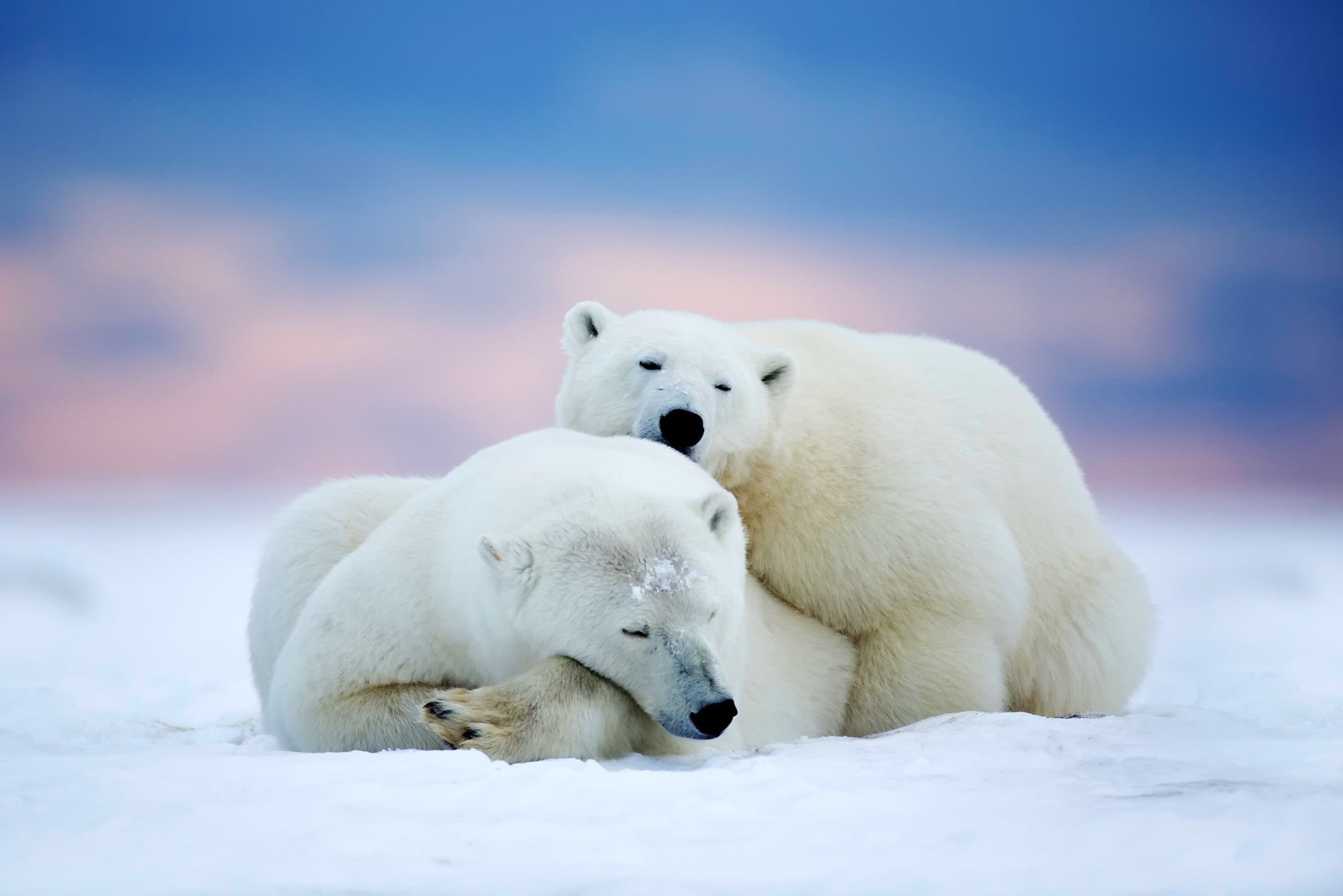 animal wildlife, two, sleep, polar Climate, day, endangered Species, antarctica, animal, cold - Temperature, nature, young animal, wildlife, two animals, HD Wallpaper