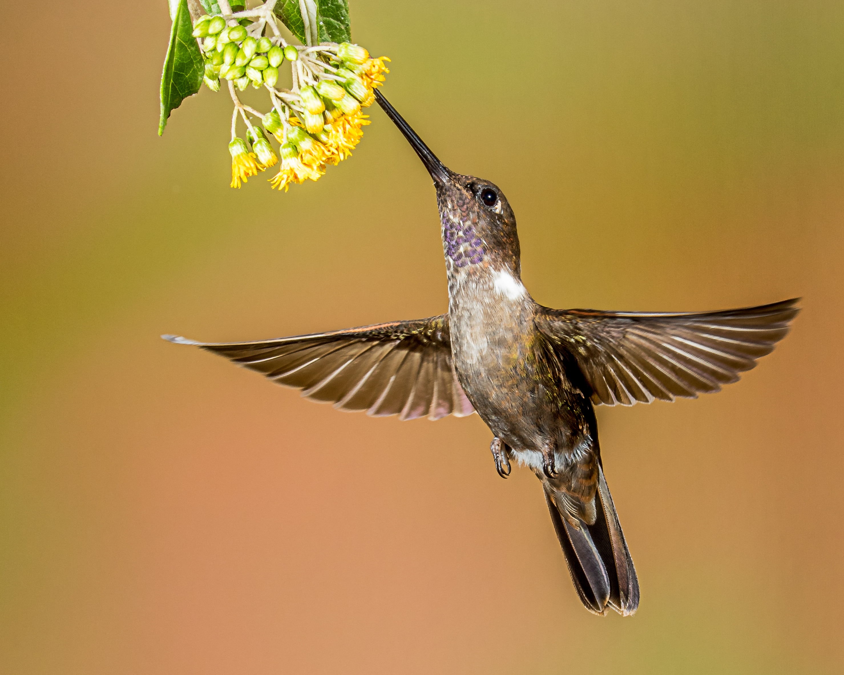 2K, humming, bif, animal Wing, bird Watching, songbird, inca, Brown Inca, feather, nature, beak, selective focus, selective, hovering, wildlife, in-flight, HD Wallpaper