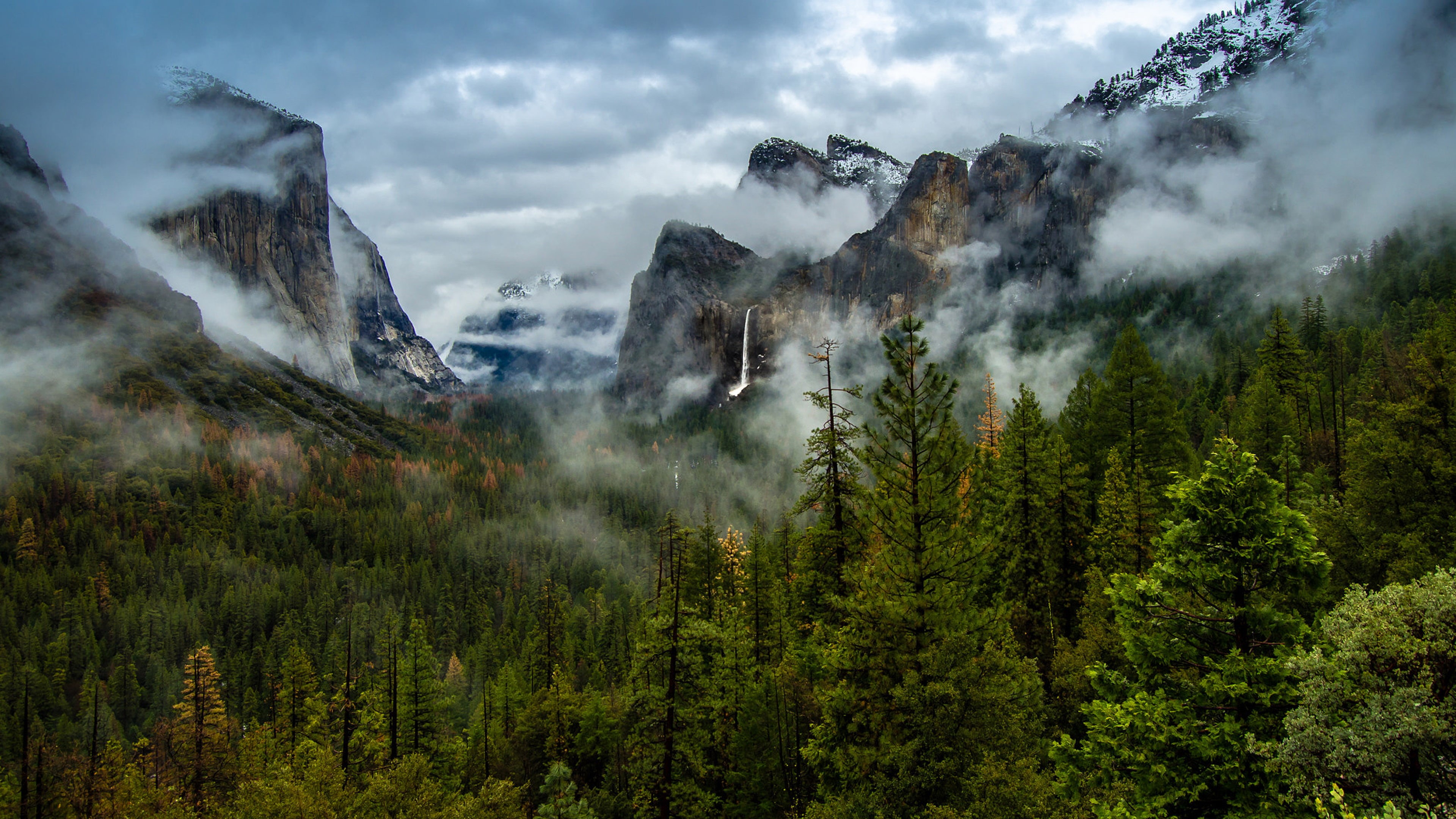 fog, tree, plant, green color, pine woodland, cloud - sky, computer, landscape, land, forest, california, 4K, scenics - nature, power in nature, tranquility, HD Wallpaper