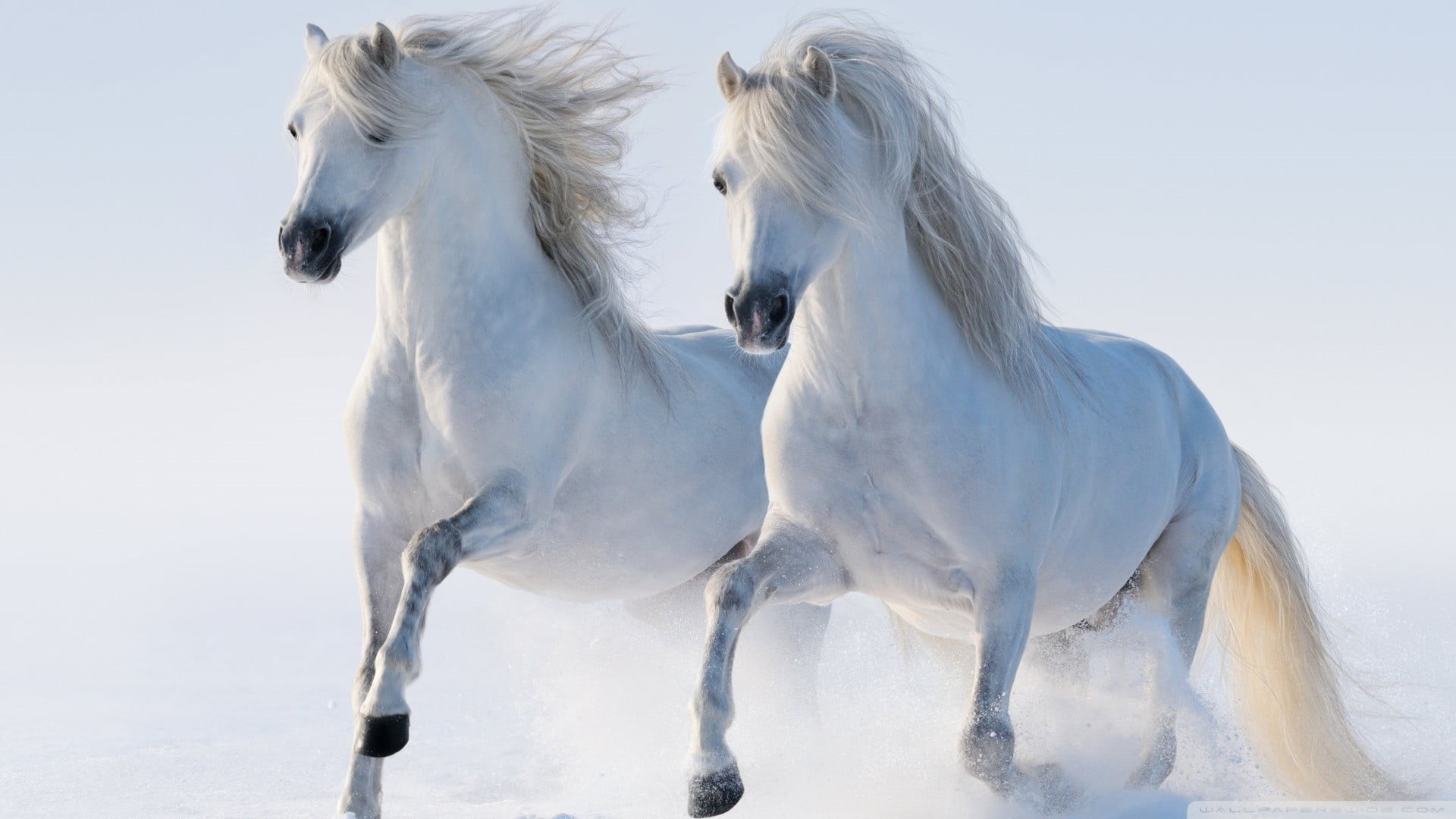 day, two animals, pets, two, animal, outdoors, nature, domestic, domestic animals, cold temperature, livestock, group of animals, animal themes, mammal, HD Wallpaper