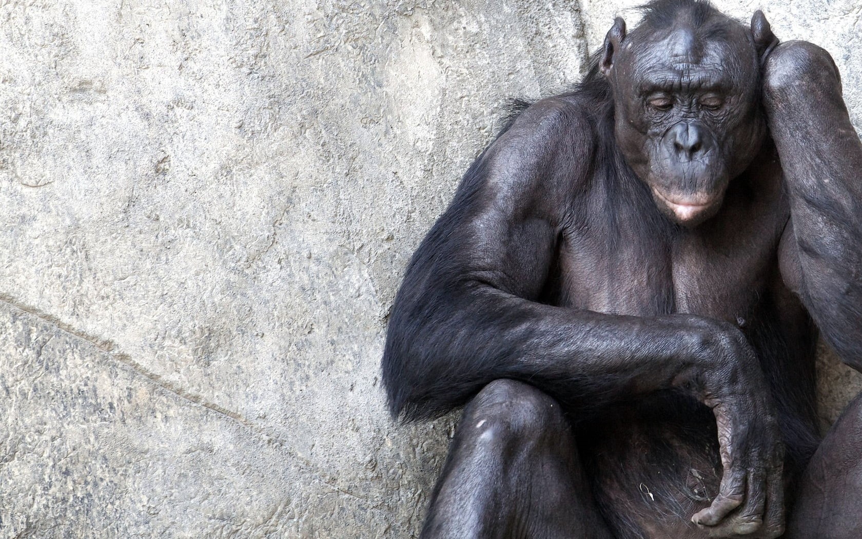 720P, chimpanzee, relaxation, portrait, chimpanzees, black, animal wildlife, nature, one animal, day, animals in captivity, mammal, close-up, vertebrate, HD Wallpaper