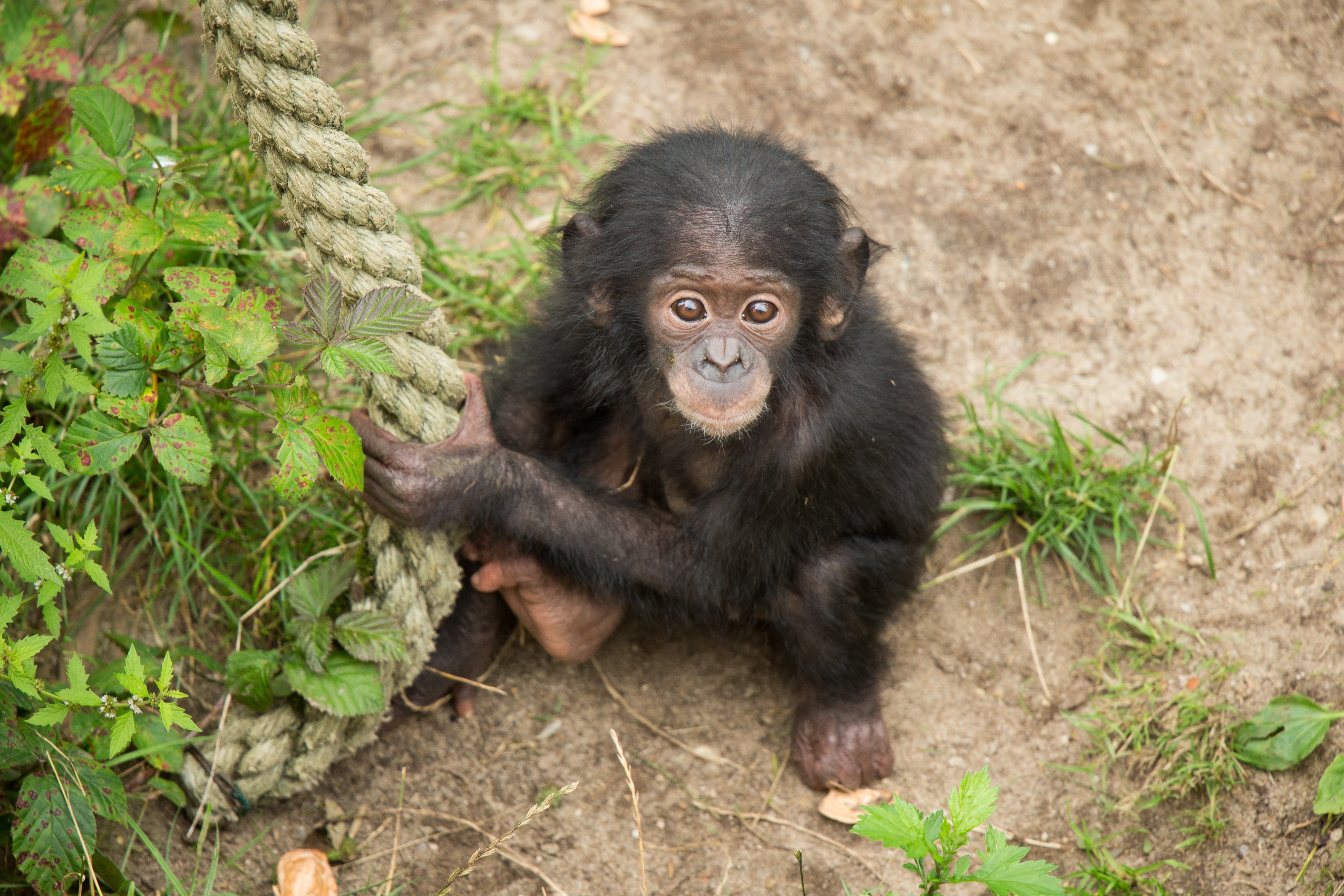look, Bush, monkey, cub, chimpanzees, the primacy of, 4K, rope, HD Wallpaper