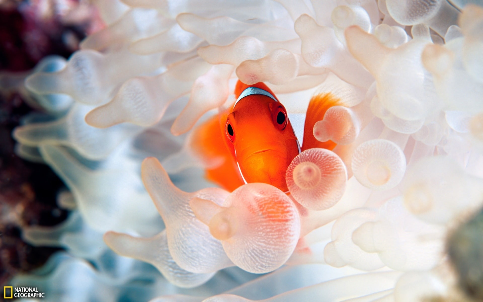 Fish, Ocean, Clown, 1080P, World, Underwater, HD Wallpaper