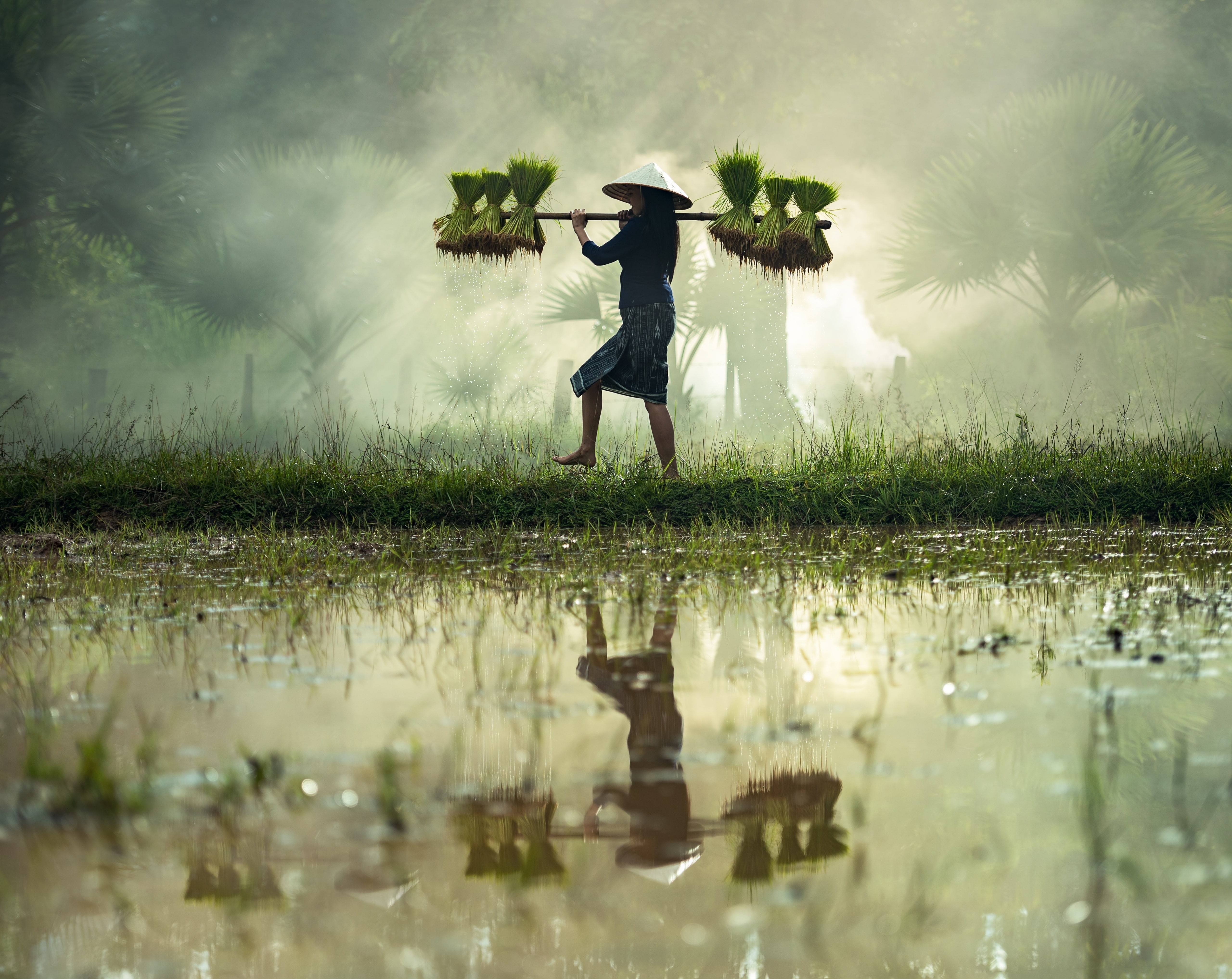 Traditional, women, tourism, Asia, Country, asian, Travel, Rice, Countryside, Water, farmland, wet, Grass, Fresh, lake, Ricefields, holding, Harvest, full length, HD Wallpaper