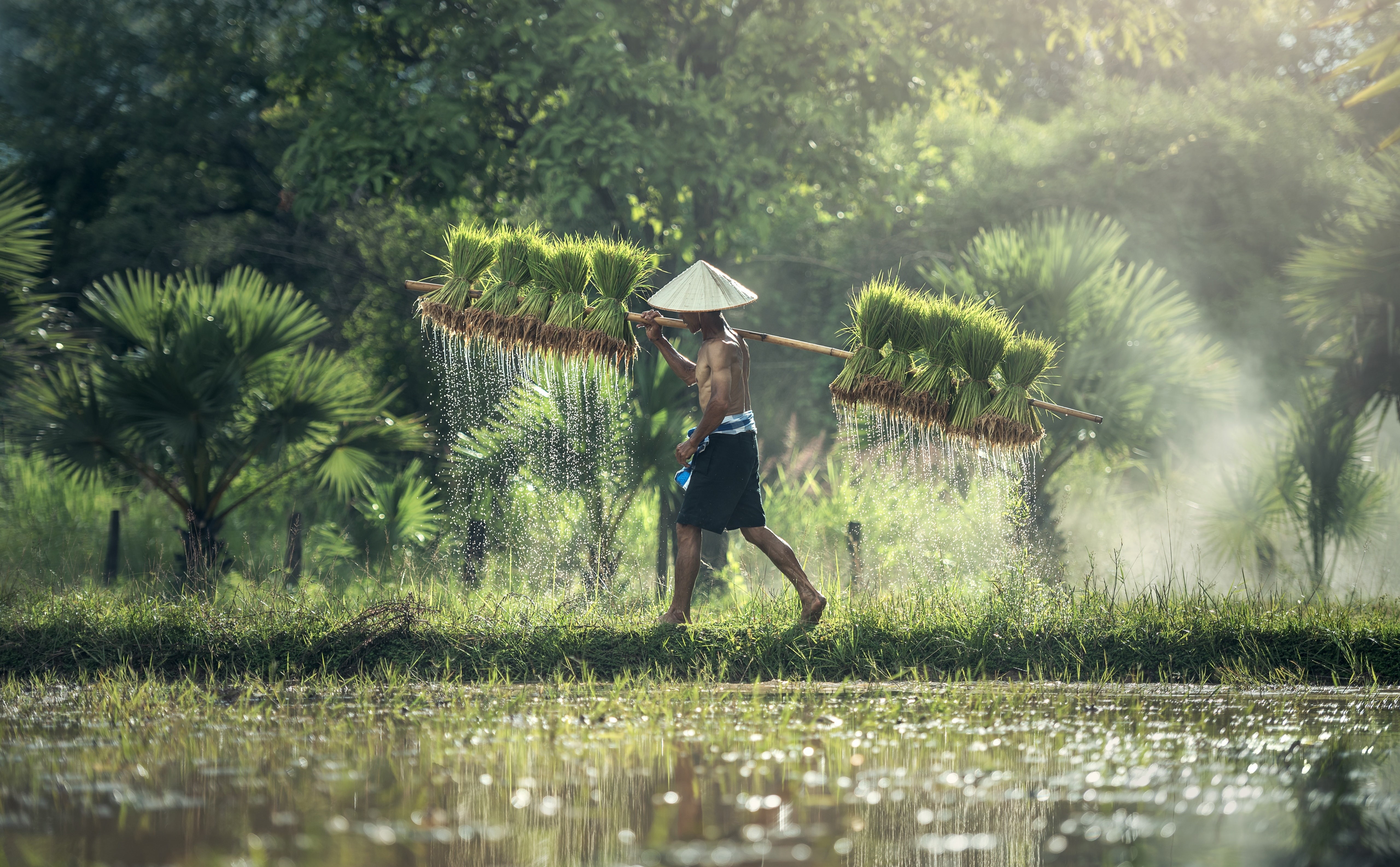 Work, Farming, Trees, green color, Green, tourism, Rice crop, Travel, nature, Fresh, Agriculture, women, Country, Asia, farmer, Reflection, land, Rice, HD Wallpaper