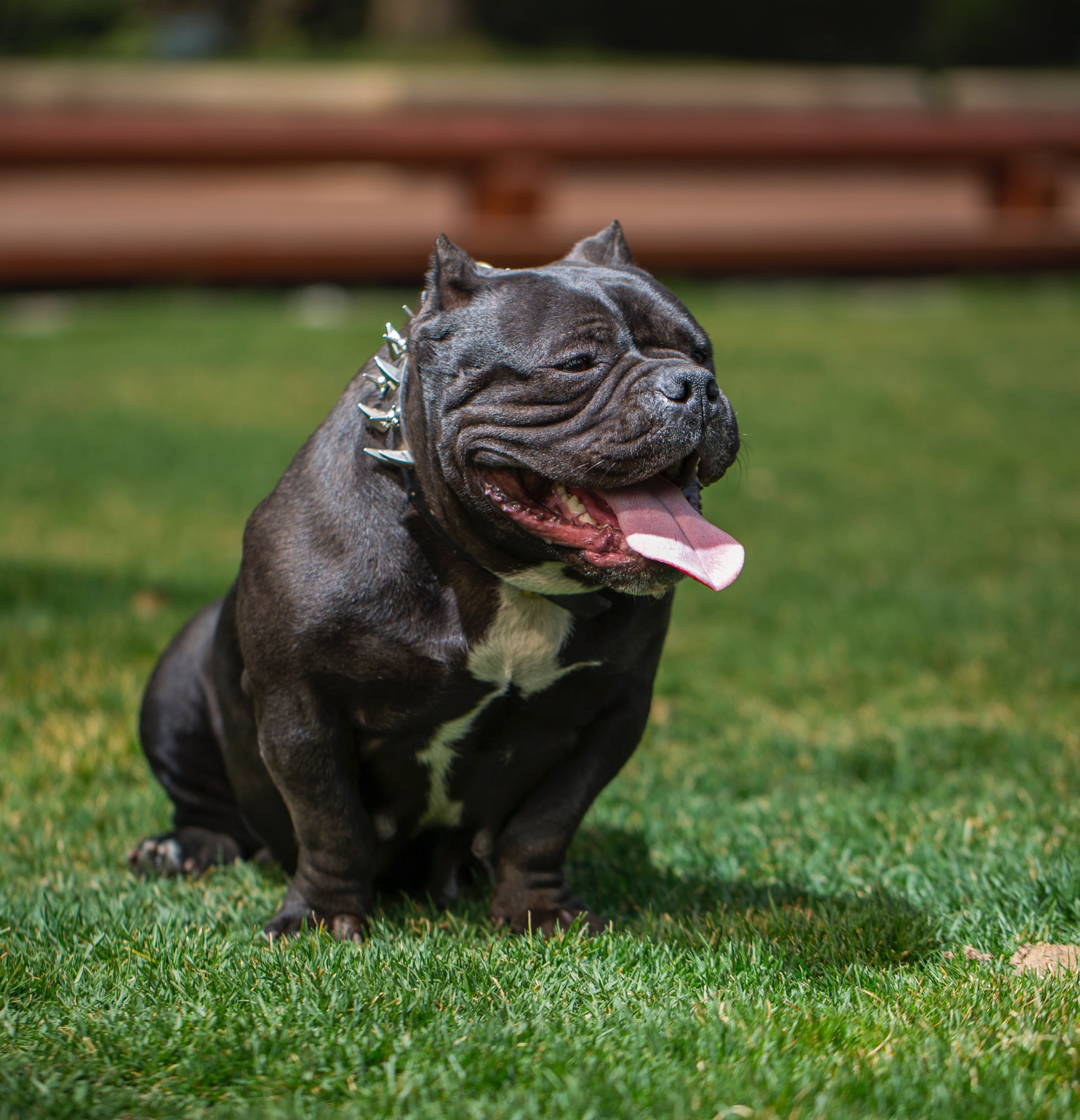 sitting, nature, domestic, canine, mouth open, pitbull, love the dog, pets, field, land, full length, bully dog, photography, terrier, green color, outdoors, Phone HD Wallpaper