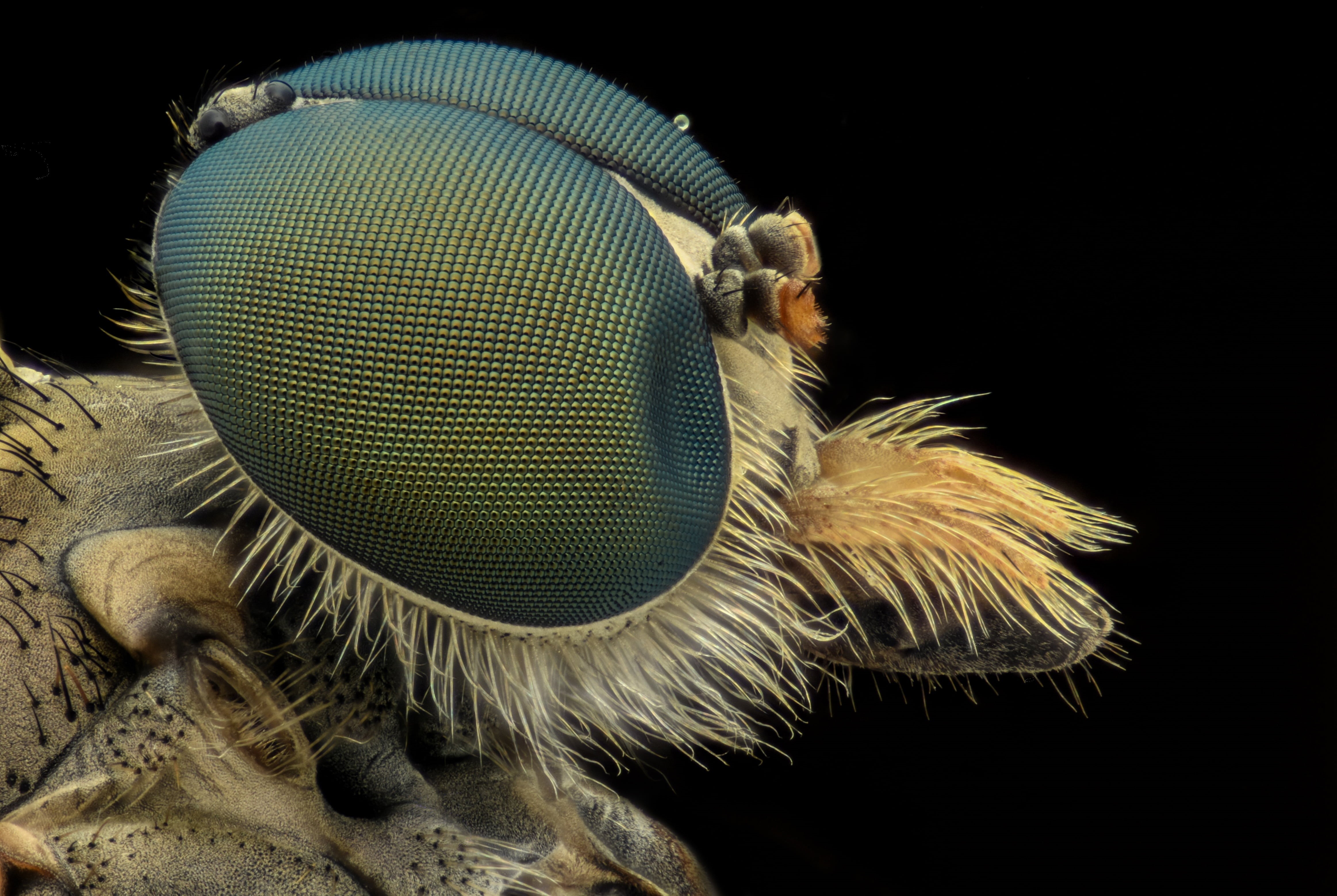 eyes, pattern, bug, copy space, animal themes, animal wildlife, extreme close-up, still life, man made, animal body part, close-up, black background, animal, HD Wallpaper