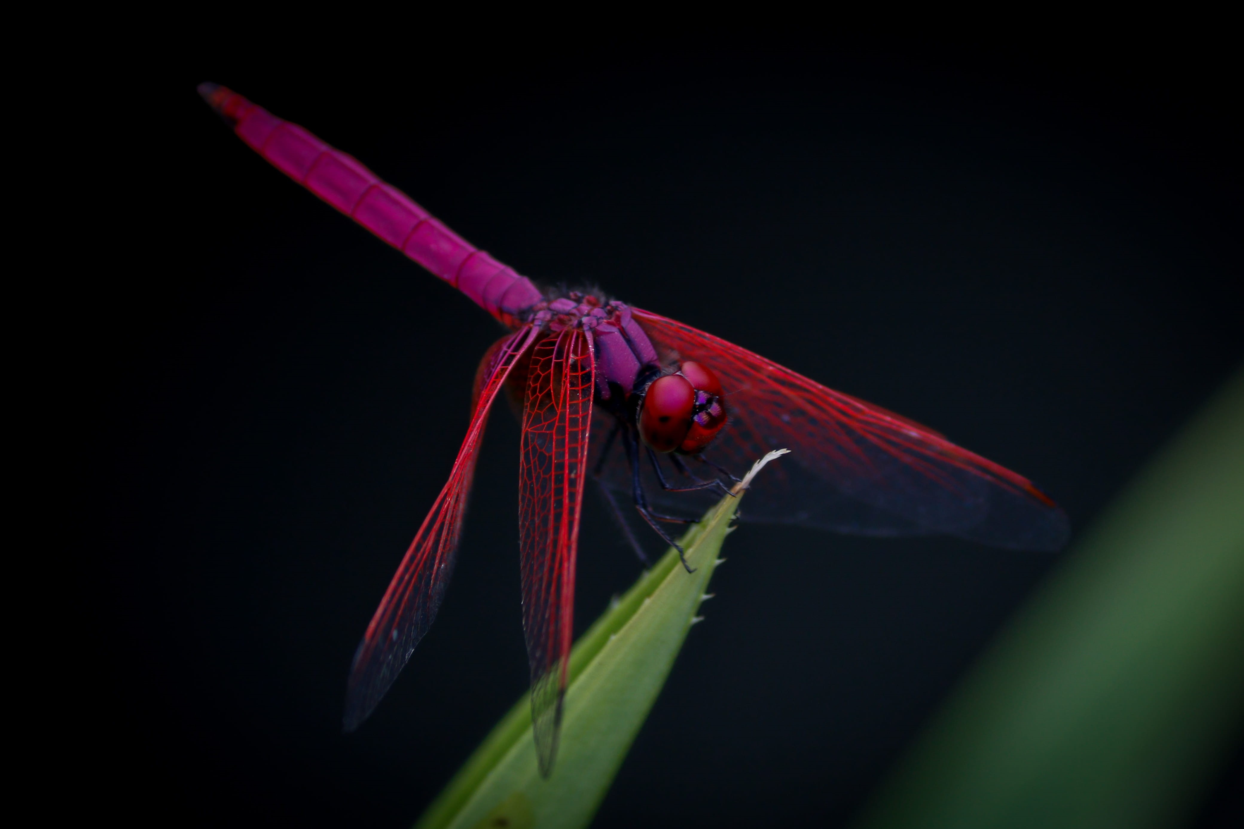 one animal, multi Colored, black background, macro, Purple, green Color, zoology, black Color, animal body part, leaf, dragongly, photography, invertebrate, HD Wallpaper