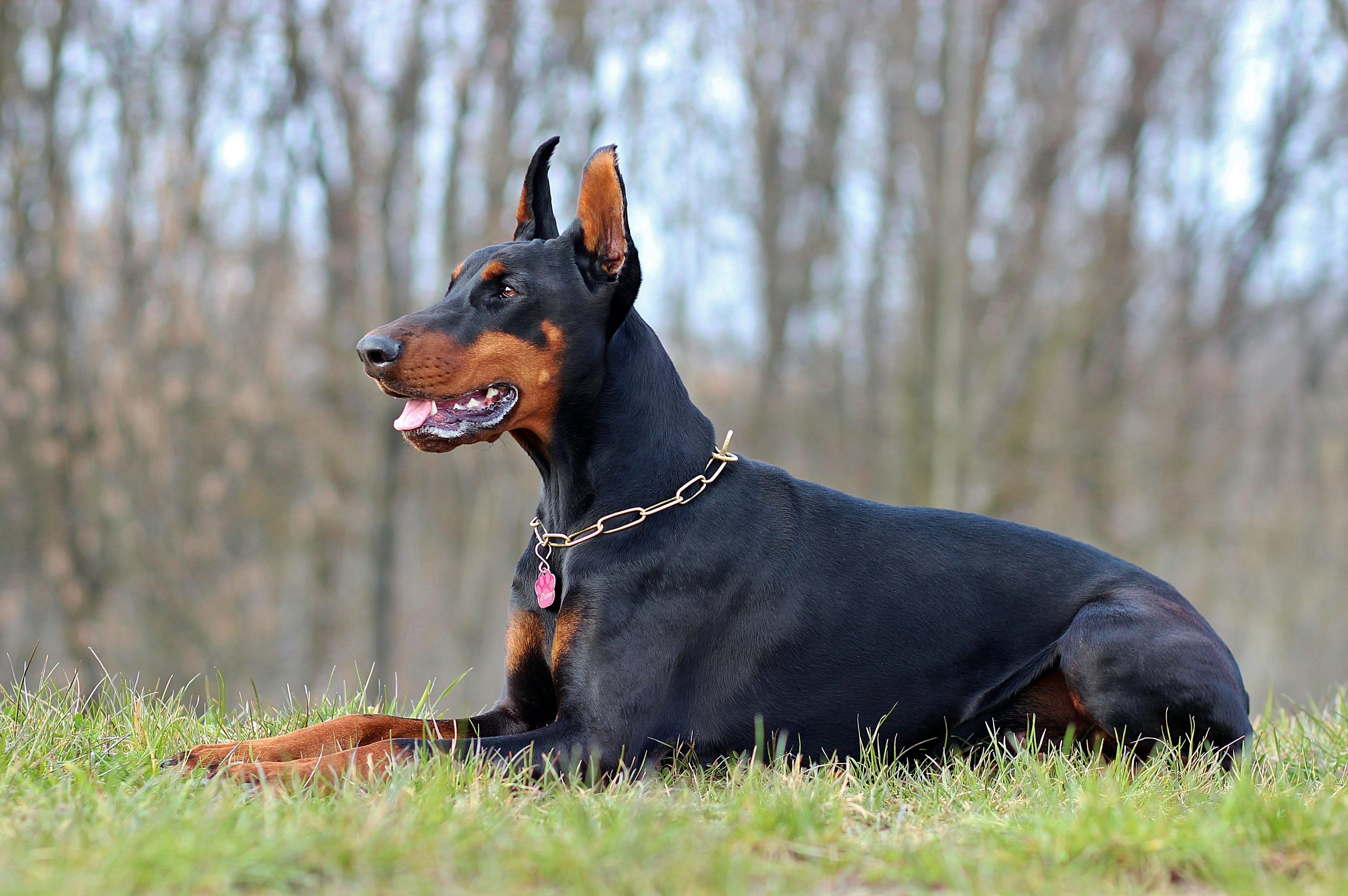land, plant, black, outdoors, day, mammal, purebred dog, no people, black color, canine, collar, dog, domestic animals, closeup, portrait, animal, looking away, HD Wallpaper