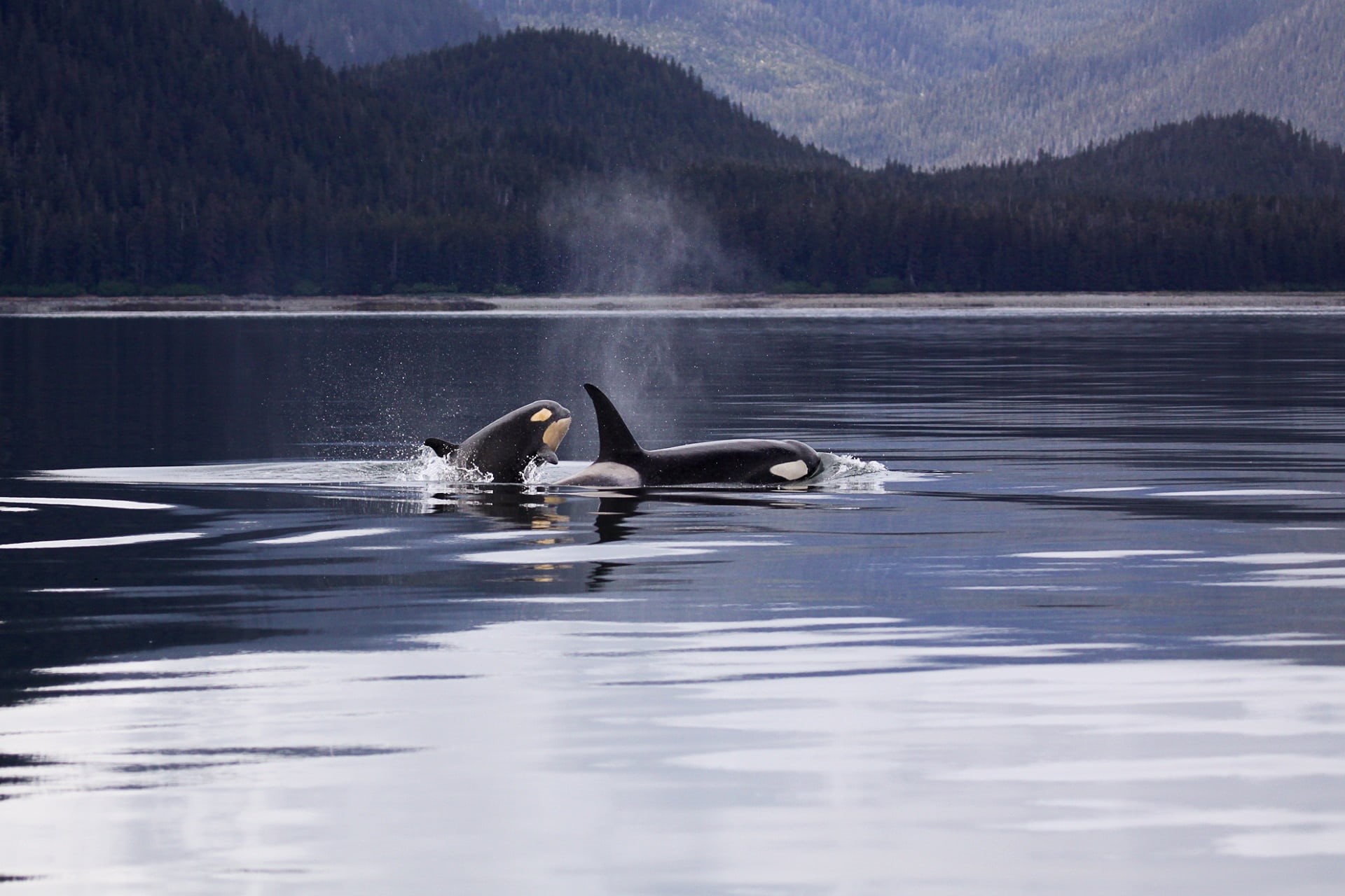 outdoors, group of animals, swan, killer whales, no people, mountain, scenic, killer, waterfront, orcas, predator, lake, animal themes, water, wildlife, HD Wallpaper
