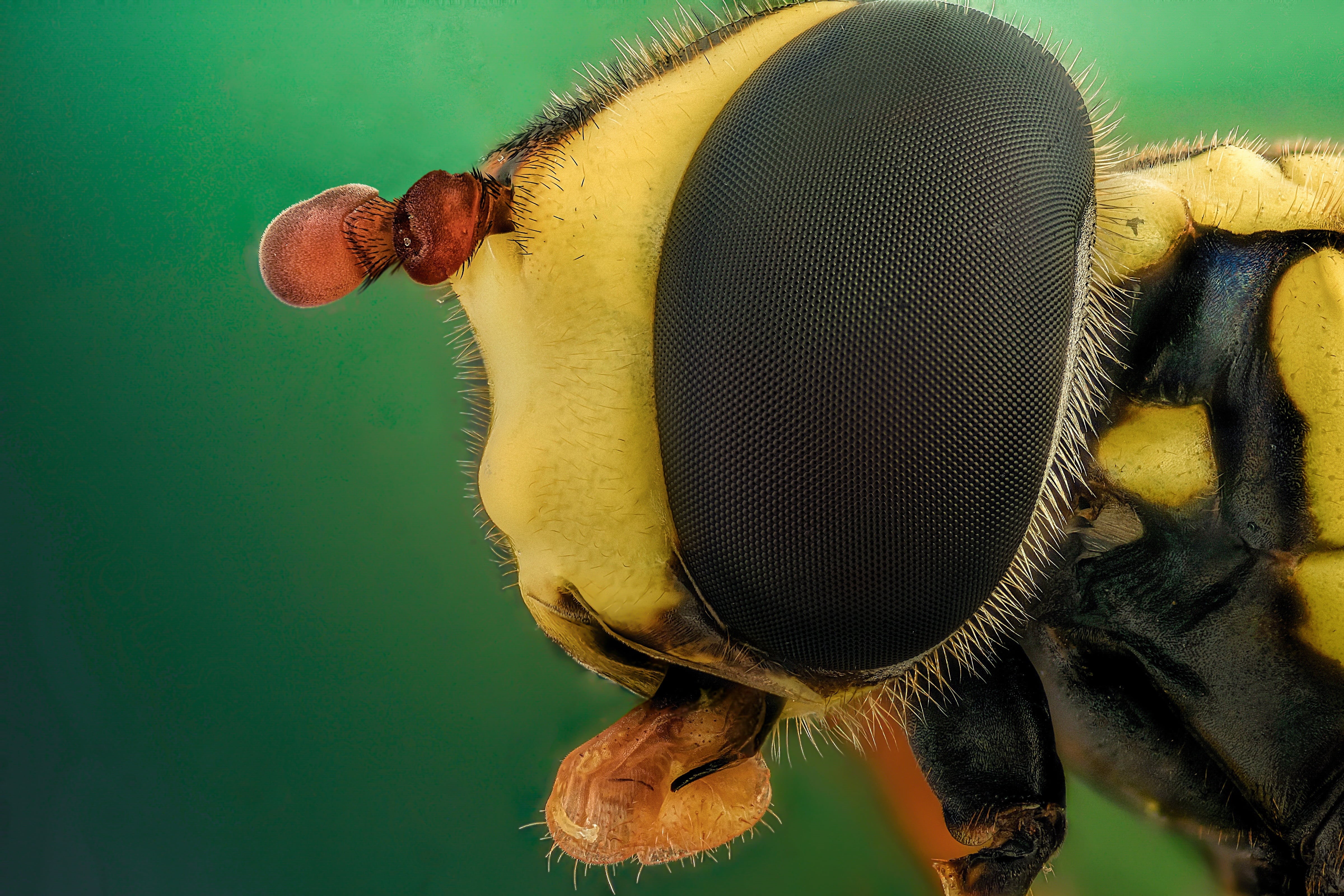 green background, one animal, animal wing, animal eye, insect, portrait, close-up, 4K, hair, outdoors, music, closeup, eye, no people, macro, invertebrate, HD Wallpaper