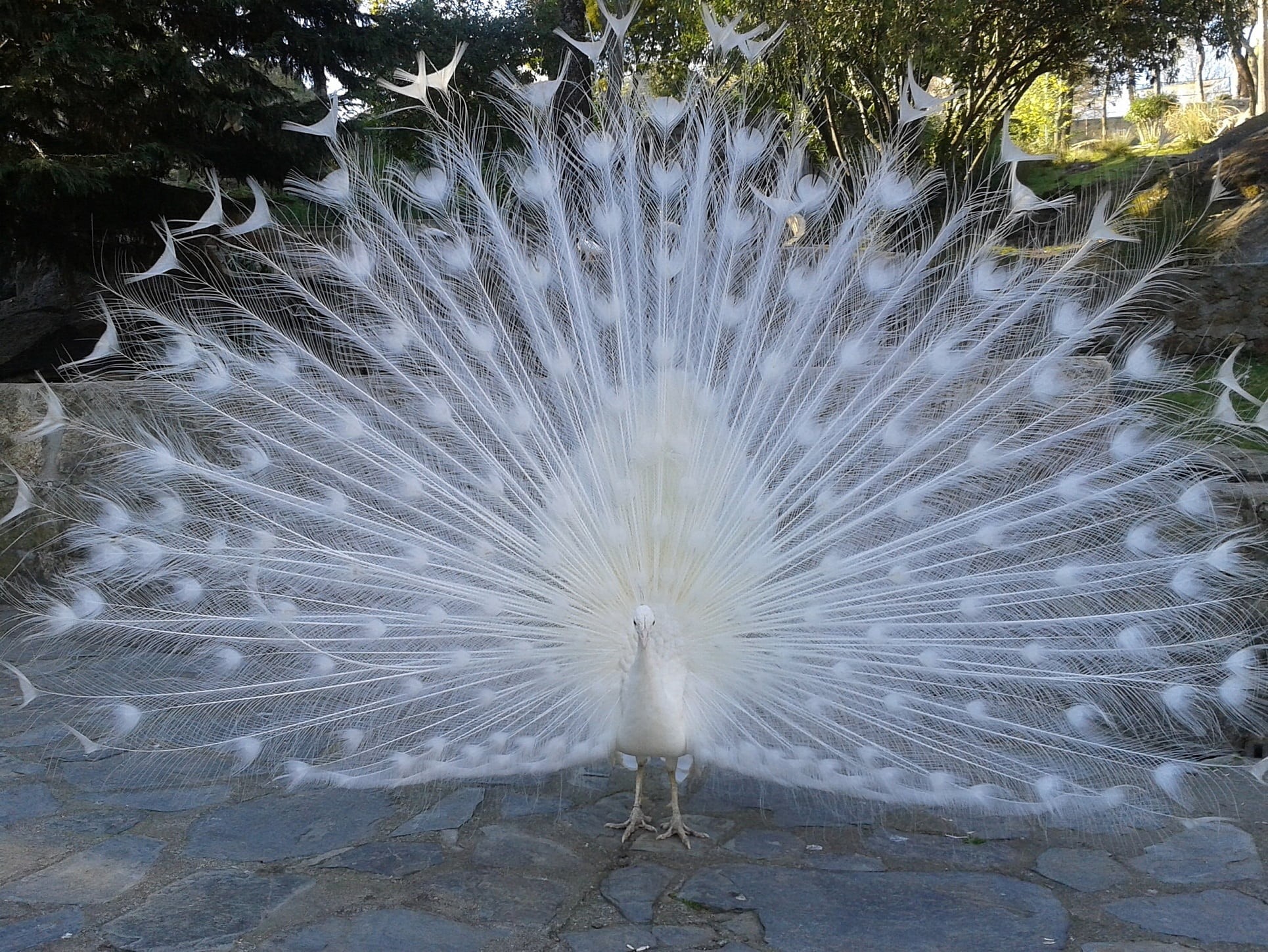 vertebrate, beautiful, no people, outdoors, one animal, beauty in nature, nature, feather, 1080P, fanned out, courtship, animals in the wild, peacock feather, HD Wallpaper
