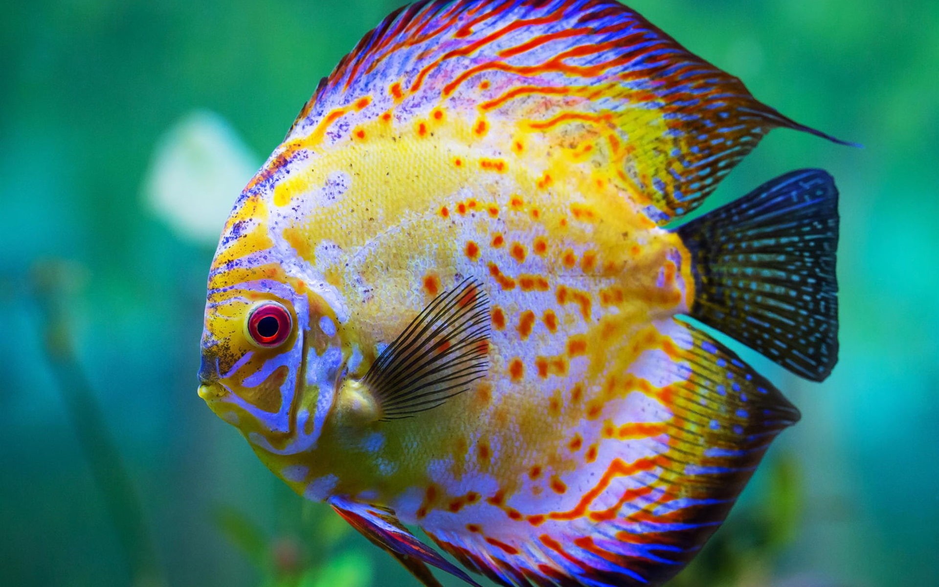 Discus, 1080P, blue, Beautiful, black, yellow, Aquarium, Fish, HD Wallpaper